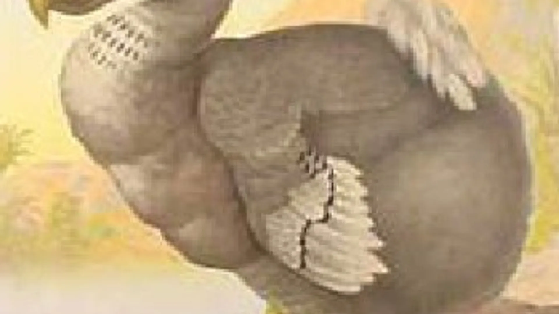 DodoBird_05.jpg