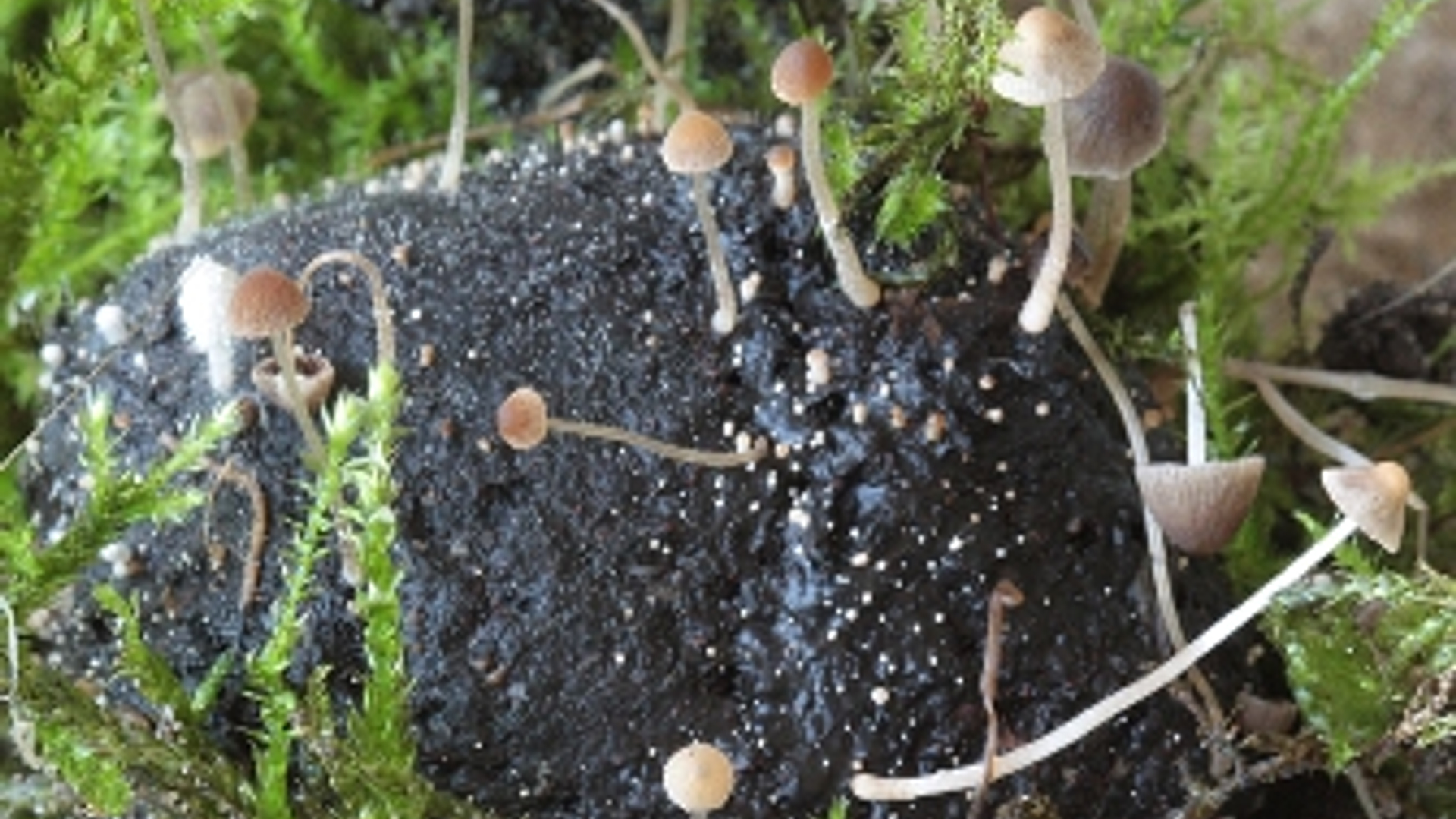 Psathyrella_berolinensis.jpg