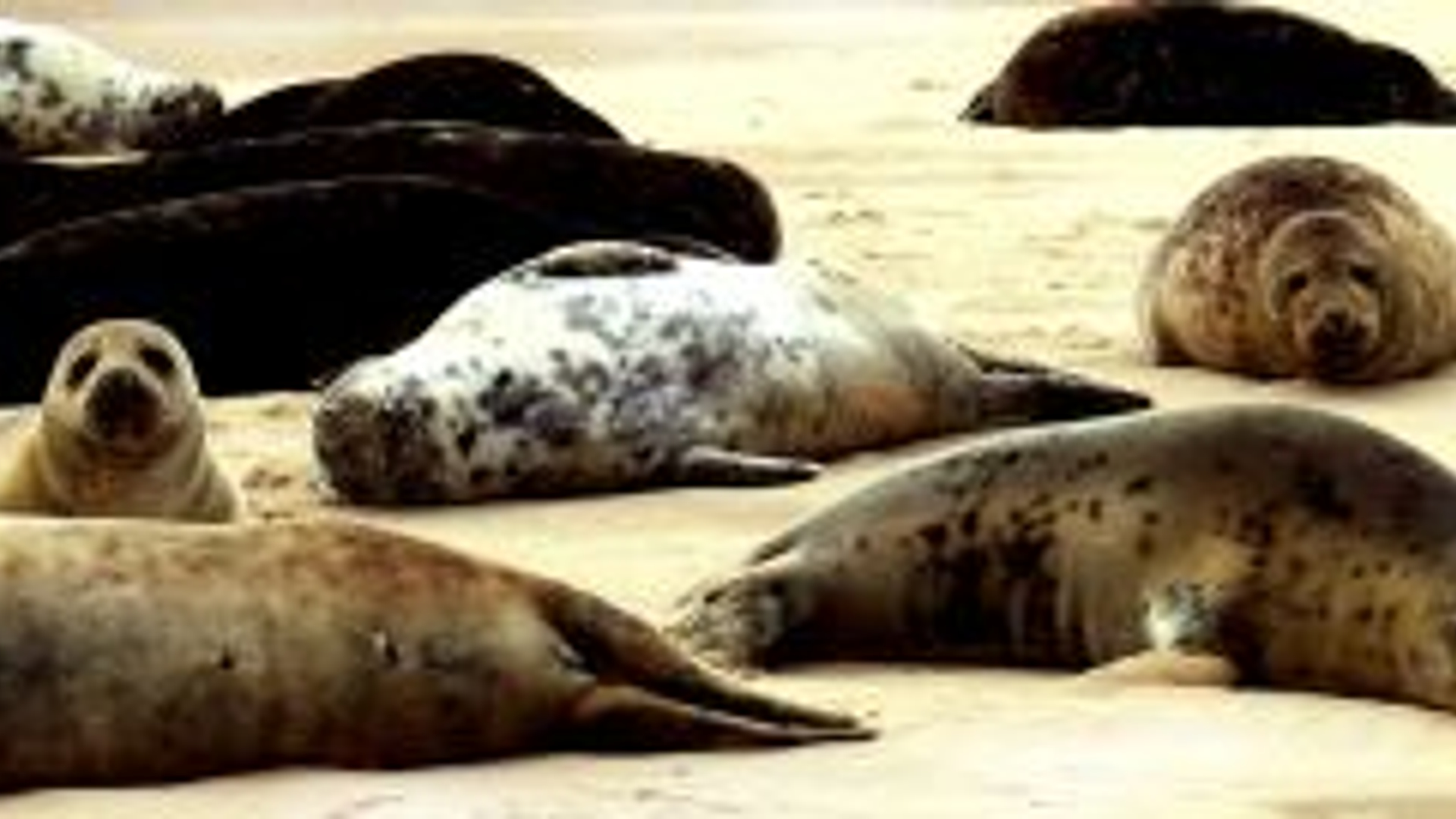 510079_seal_colony.jpg