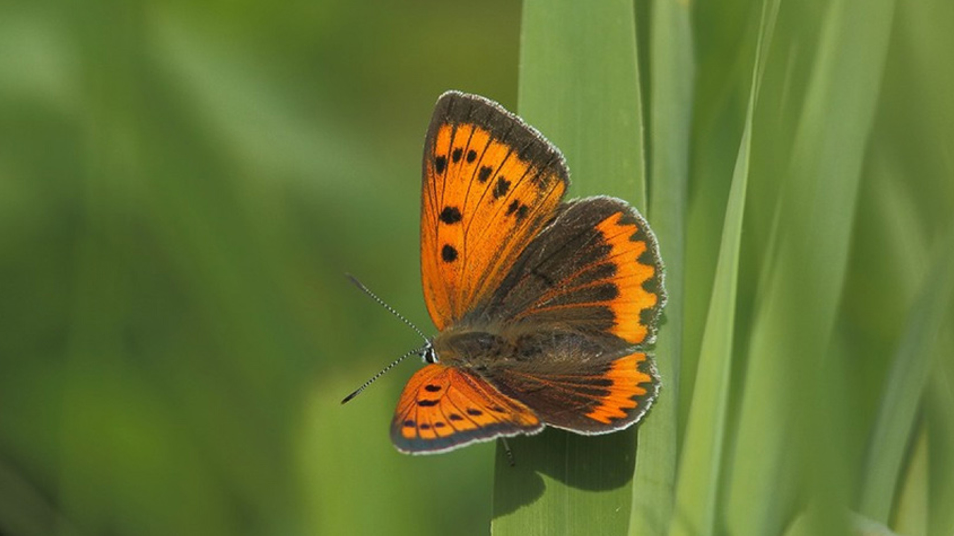 Grote vuurvlinder