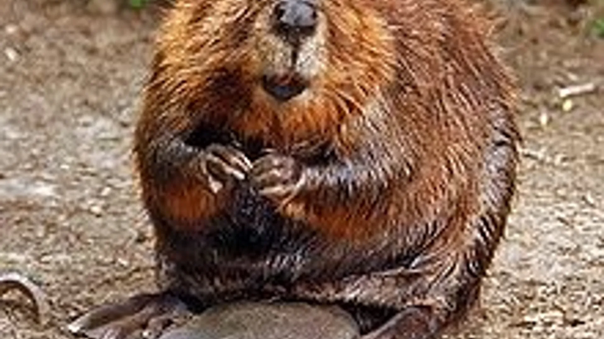220px-American_Beaver.jpg