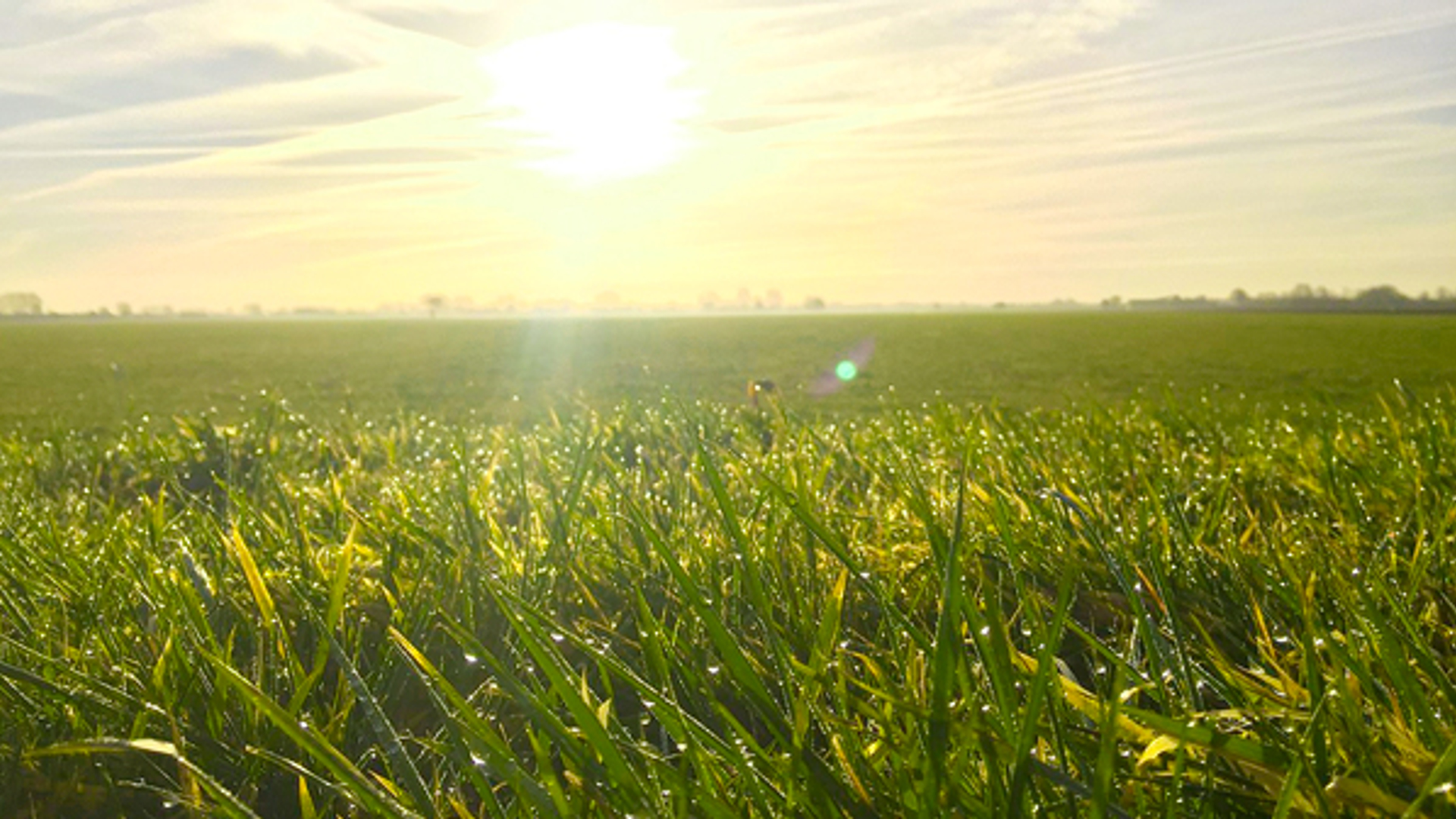 gras_06.jpg