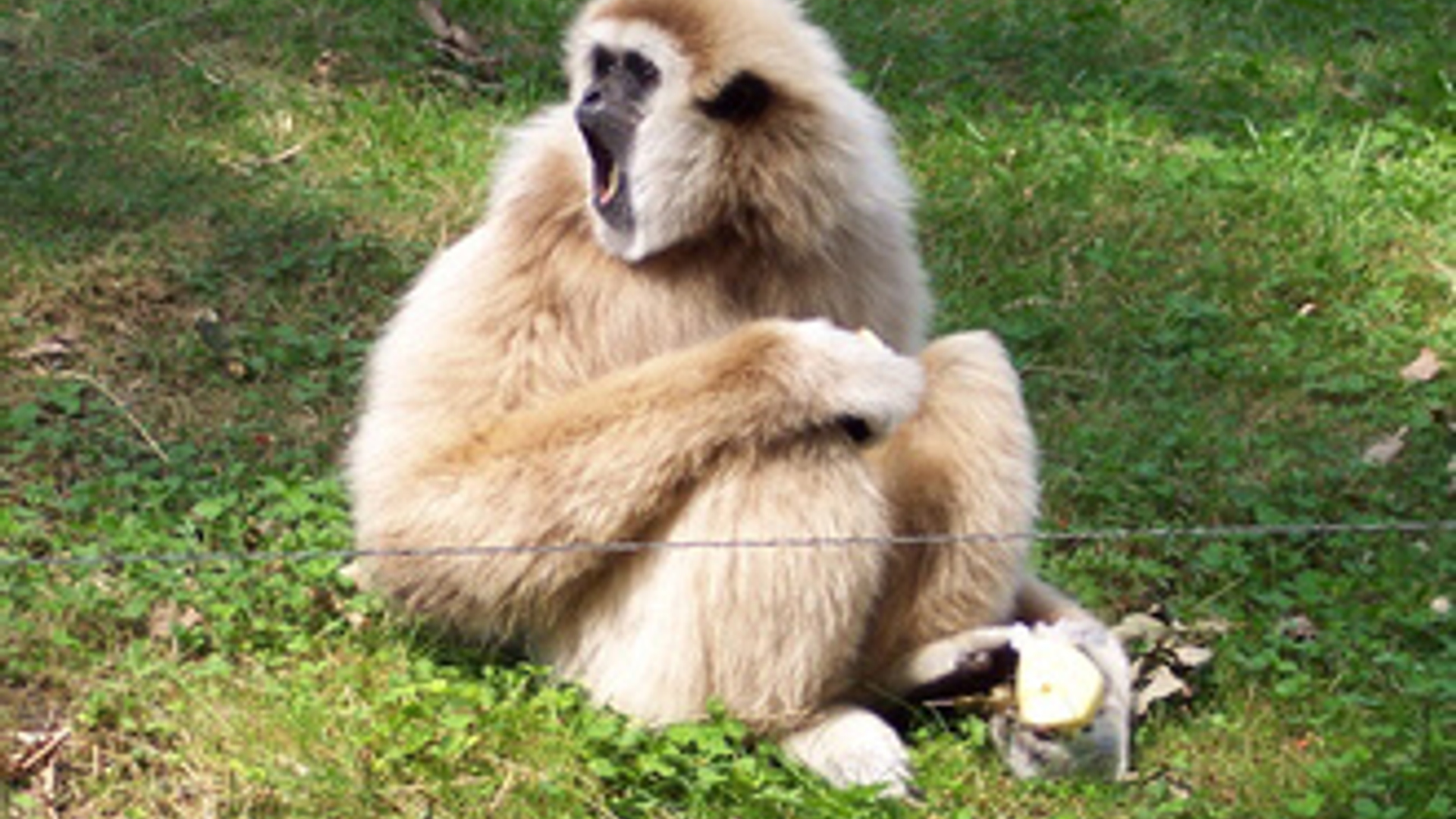 gibbon_04.jpg