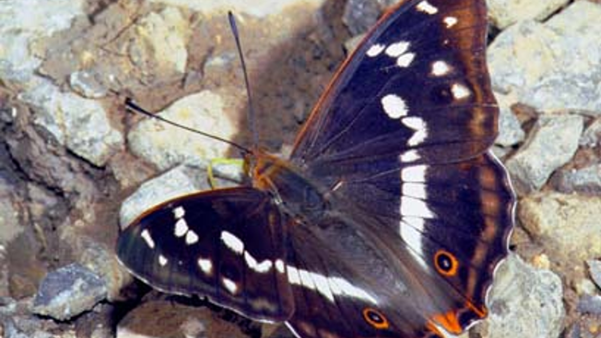20080717Groteweerschijnvlinder.jpg