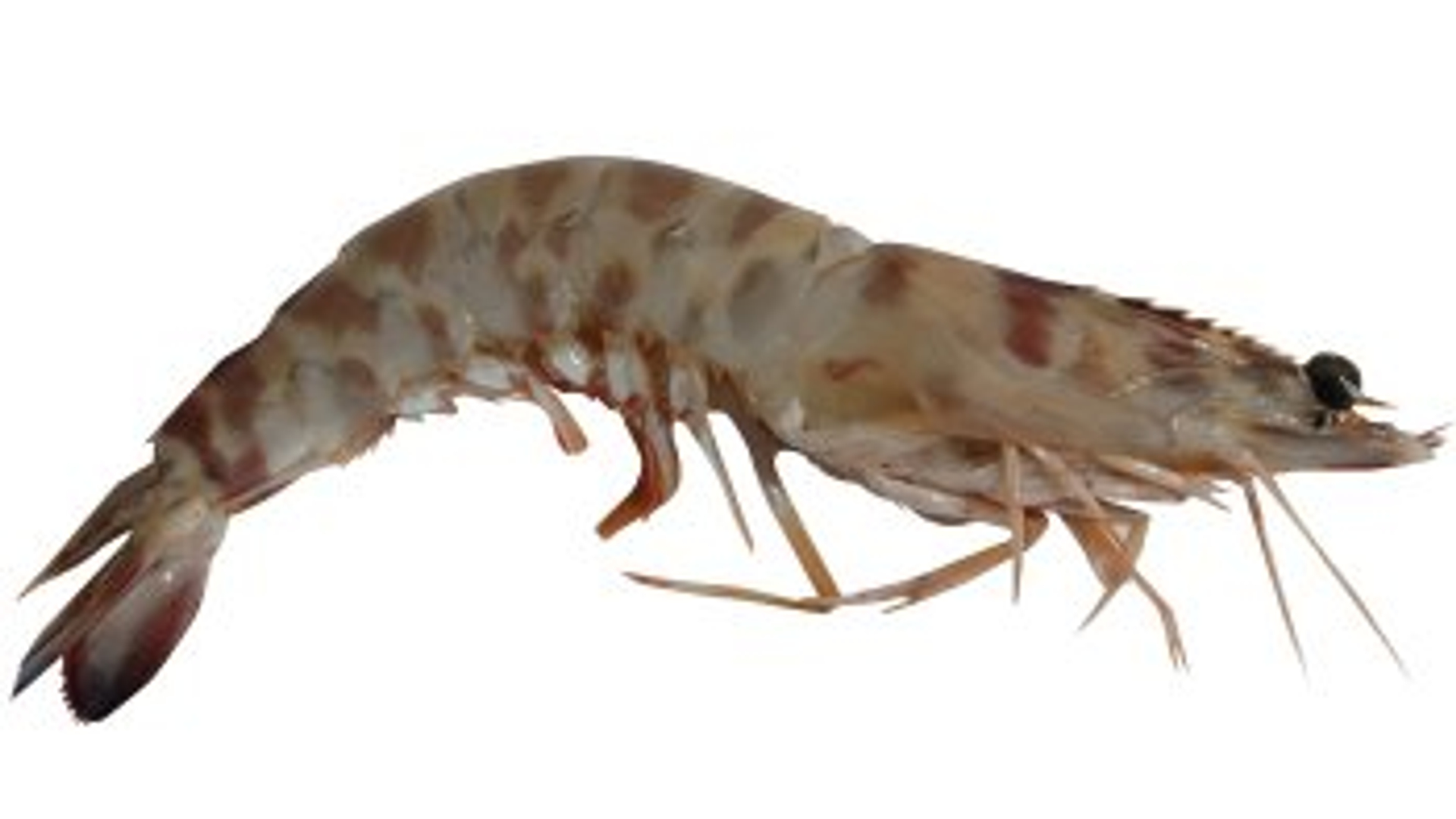 garnaal.jpg