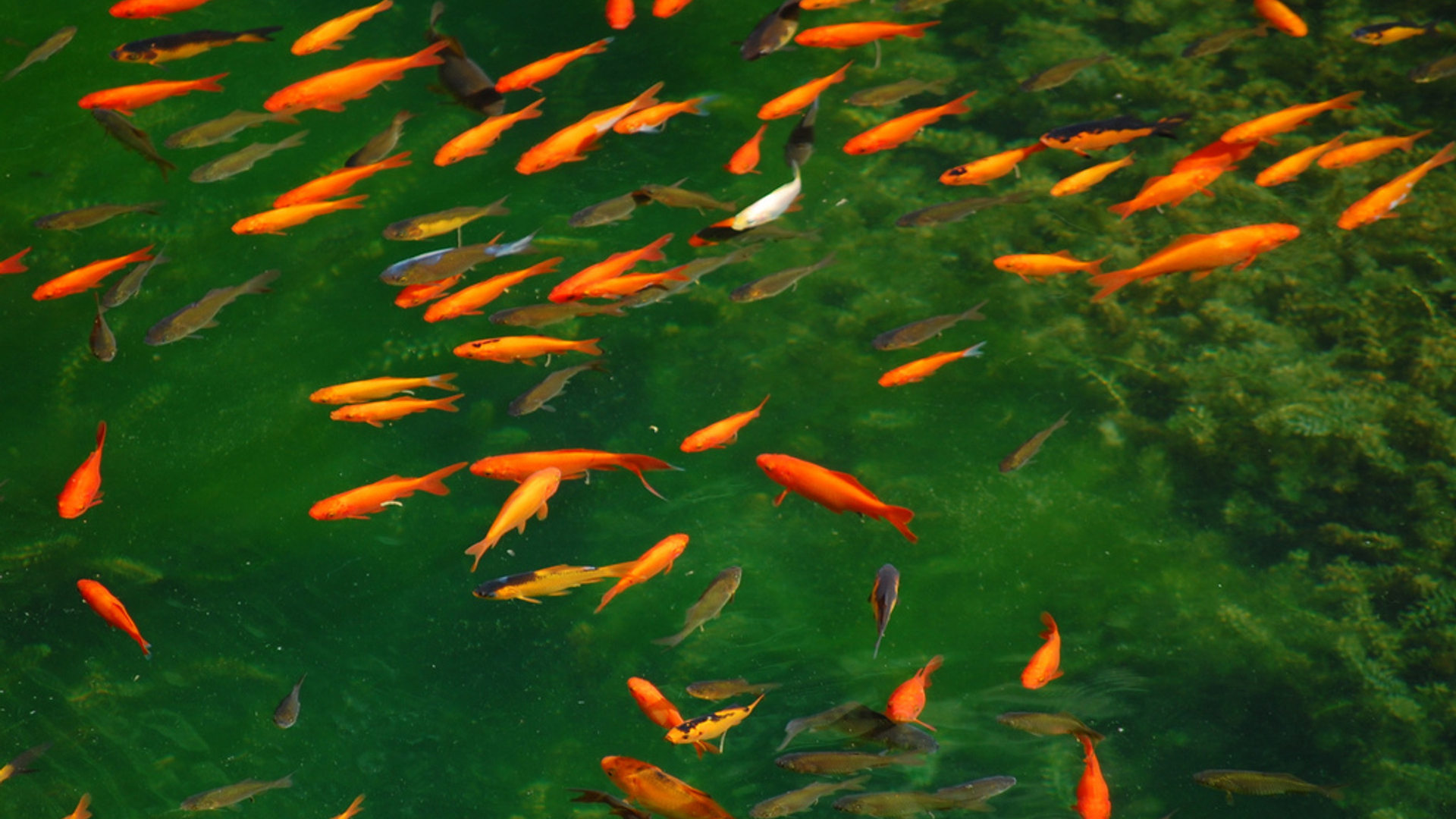 goldfish.jpg