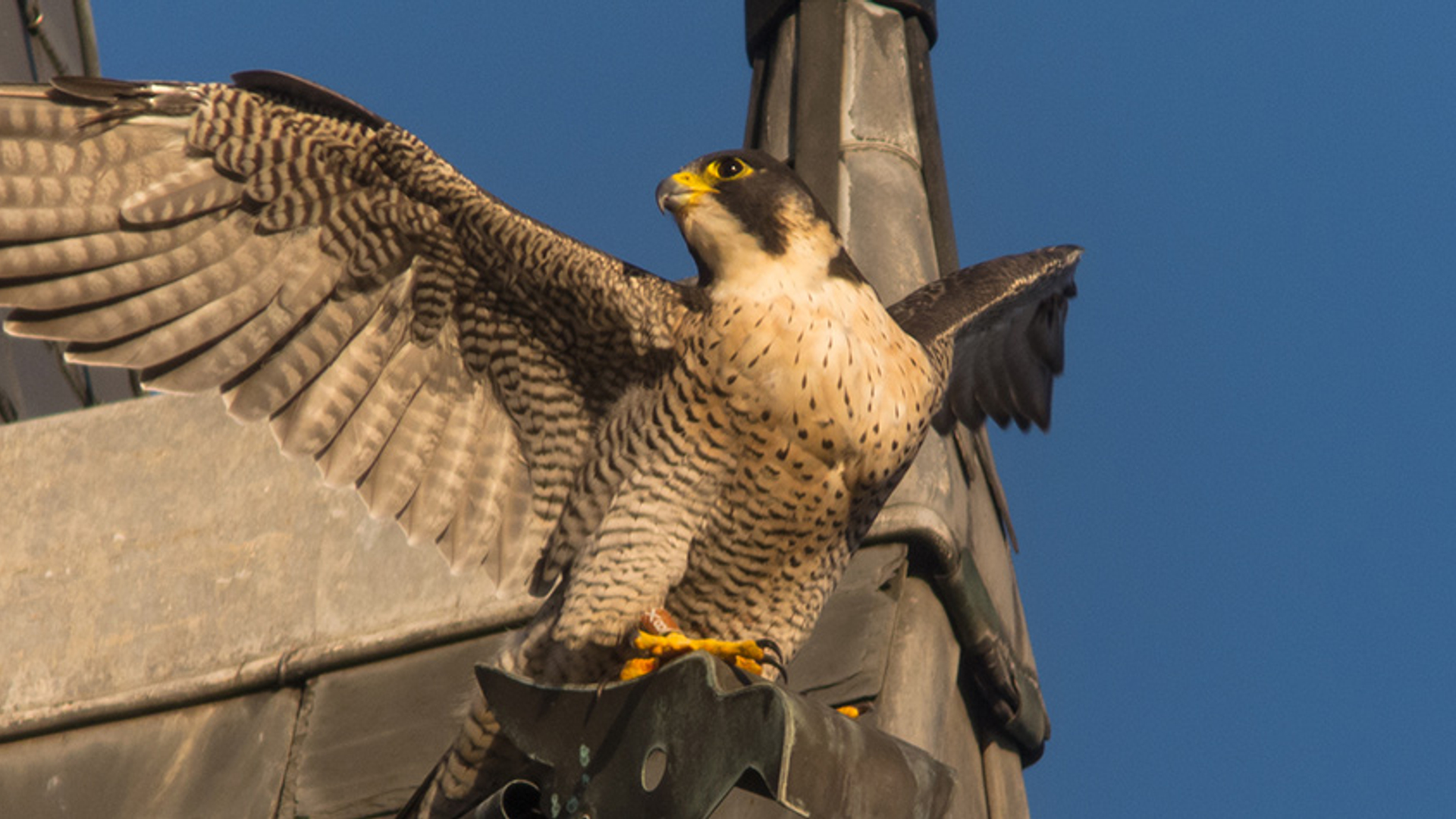 Slechtvalk in de stad