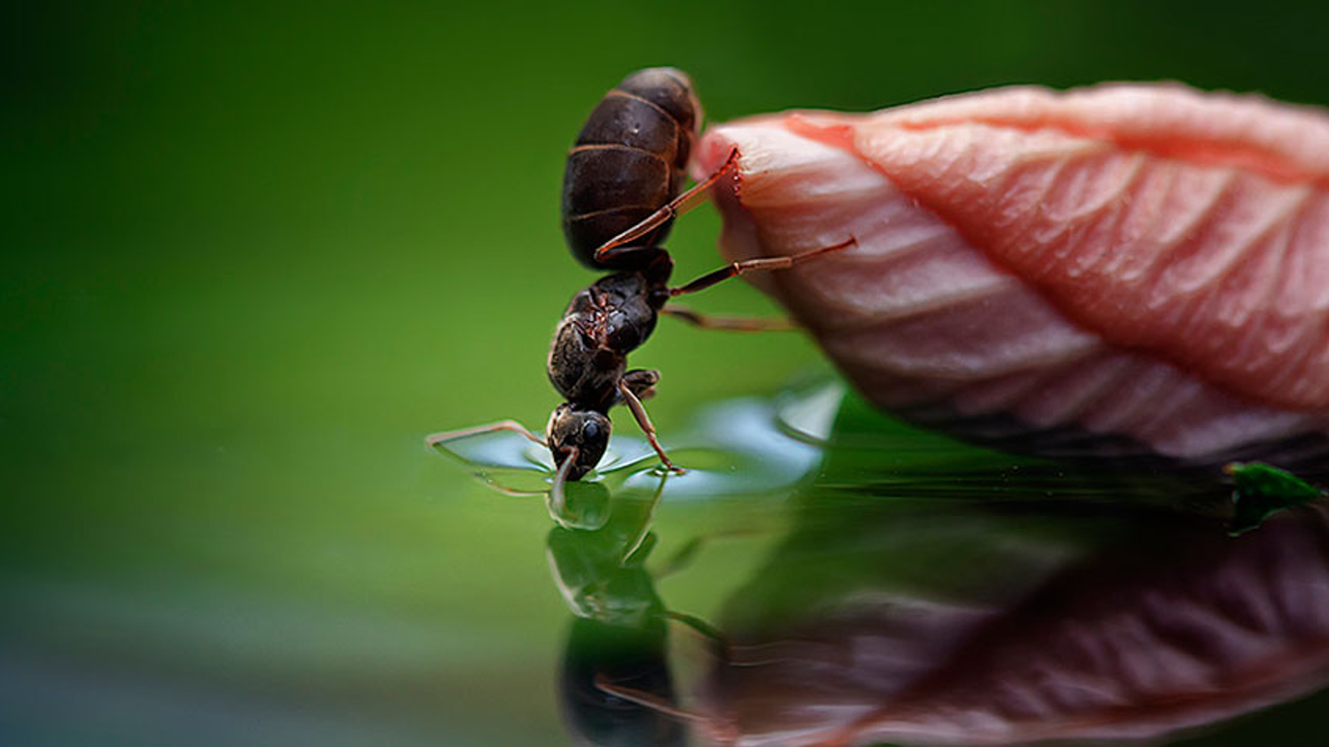 dorst-mier-Fotograaf--PeterReijners