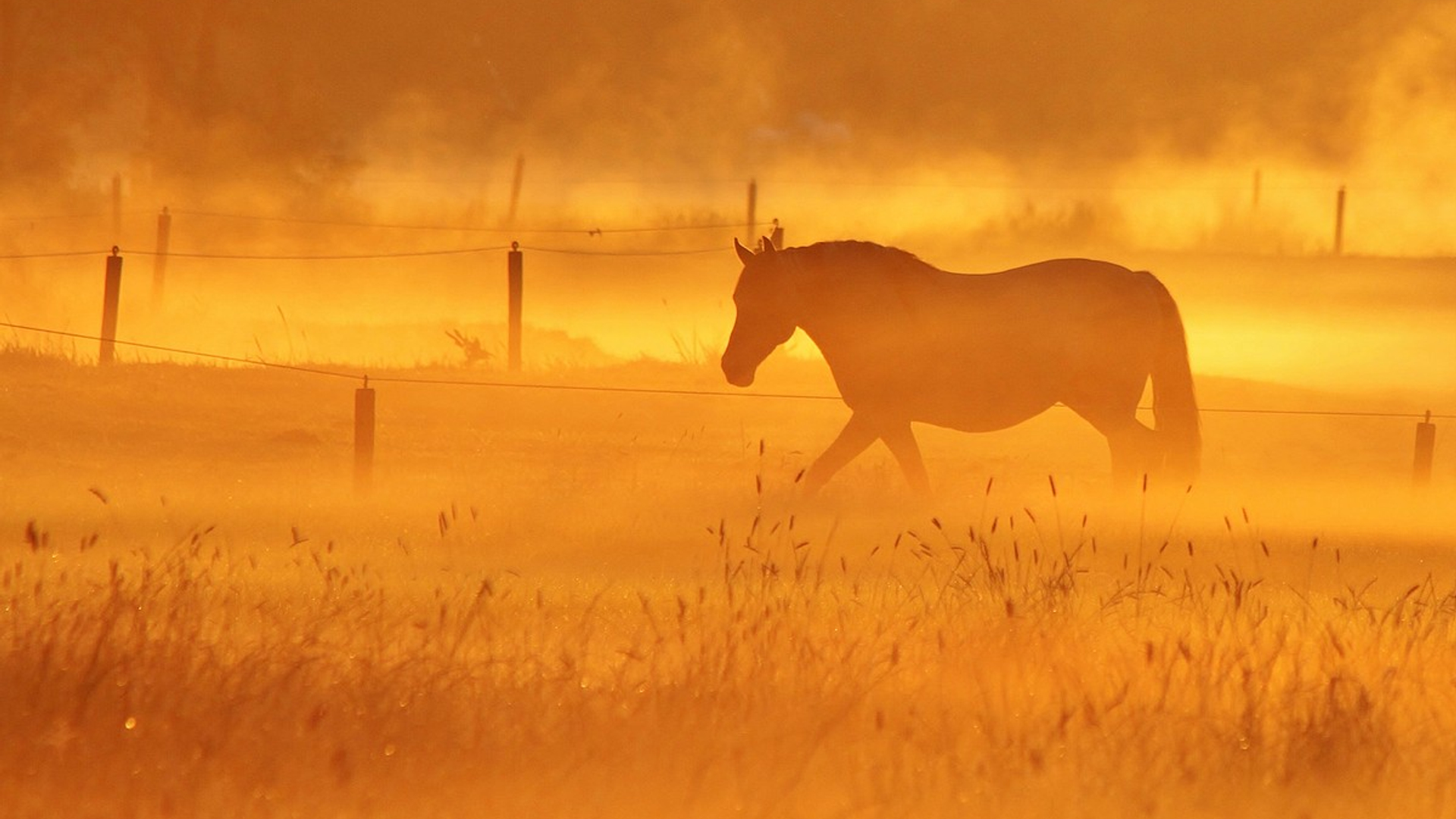 paard_05.jpg