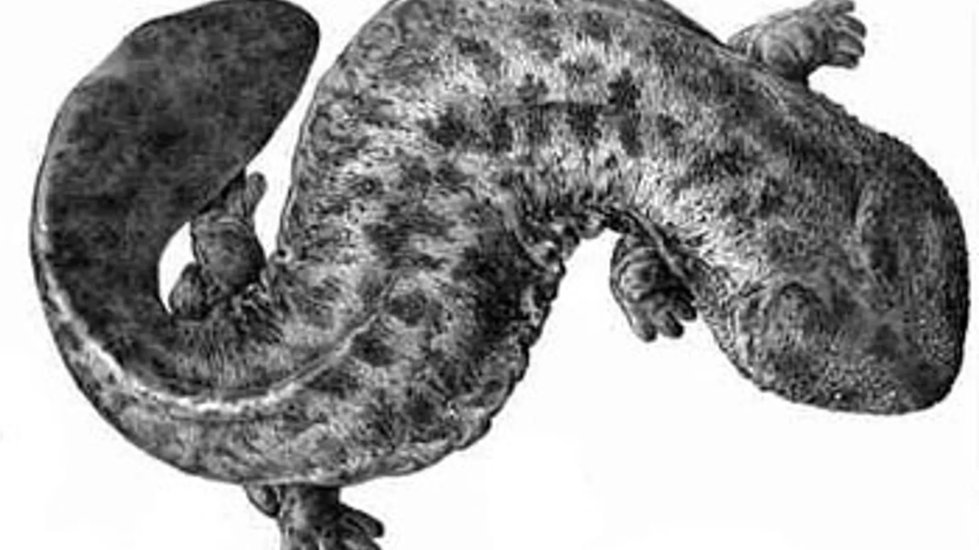 japansereuzensalamander.jpg