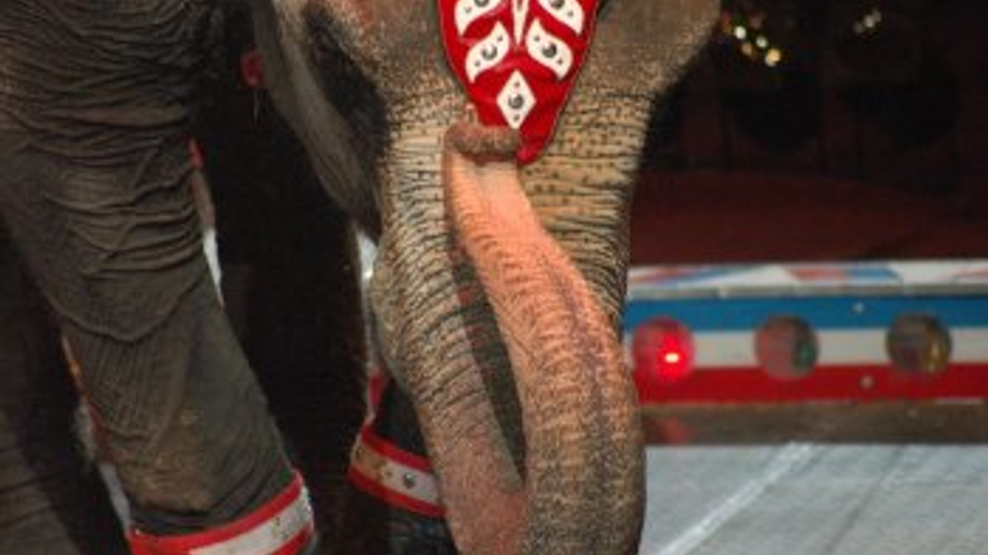 circusolifant.jpg