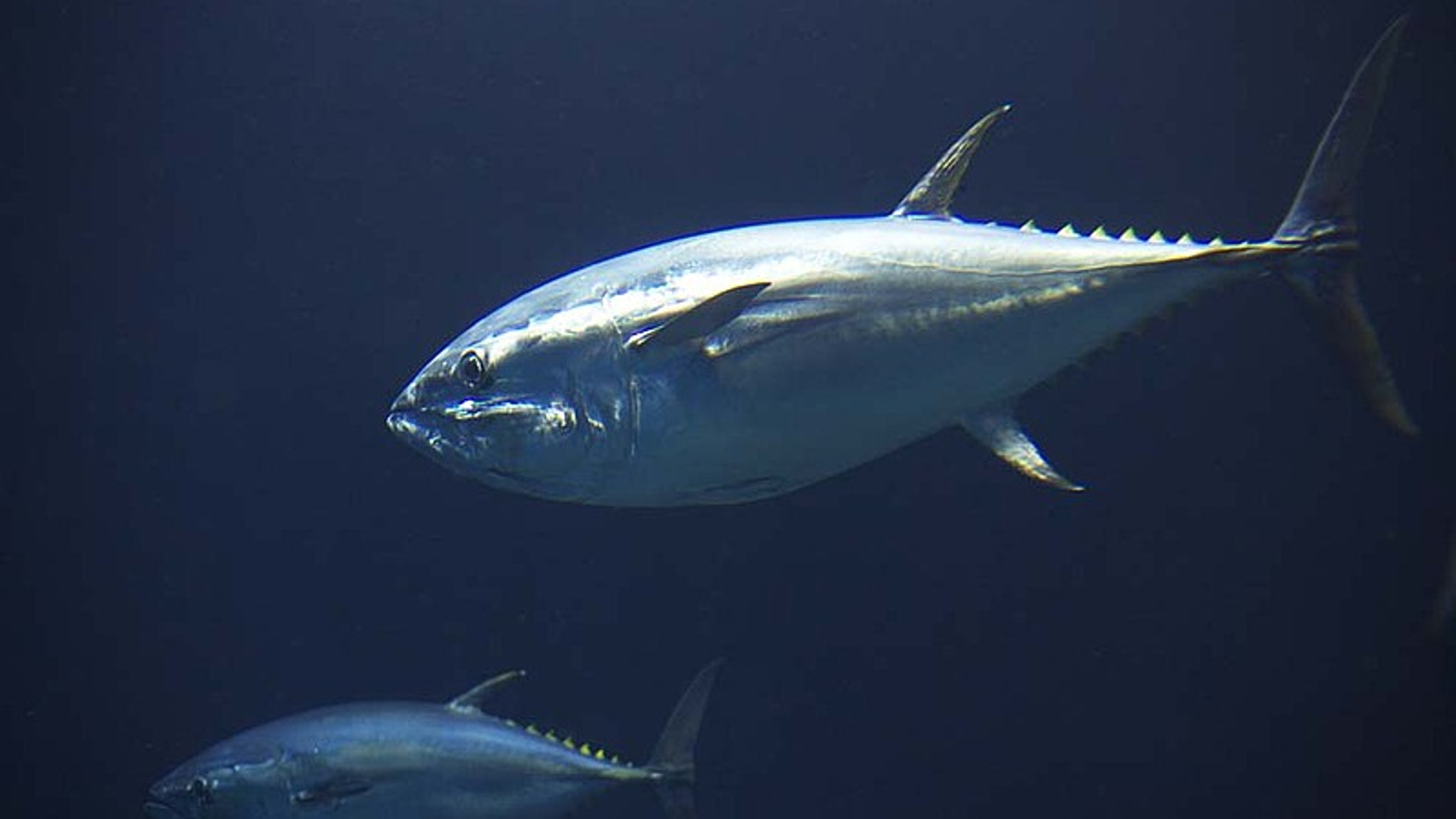 blauwvintonijn_35.jpg