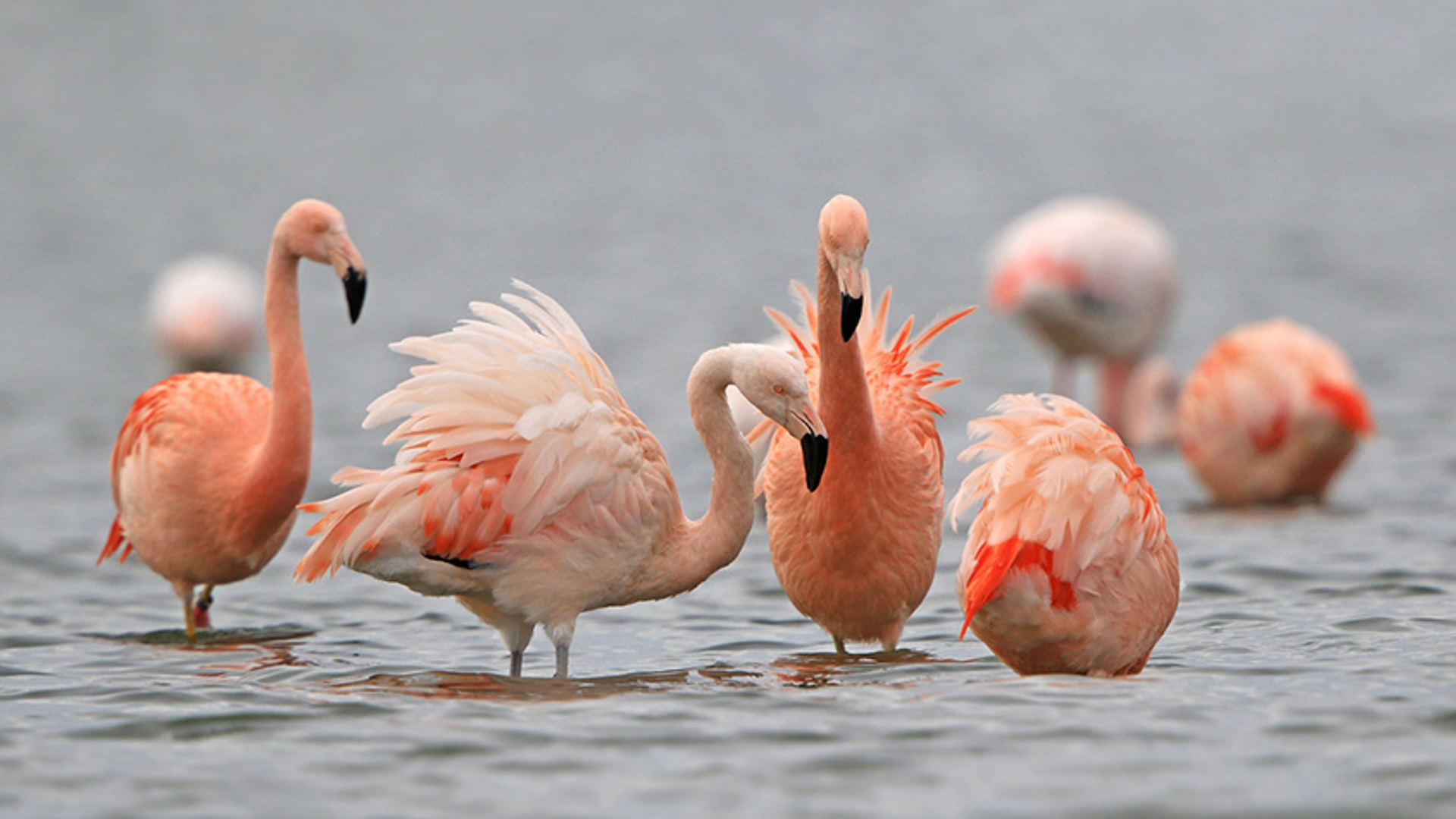 Flamingo's in het Grevelingenmeer