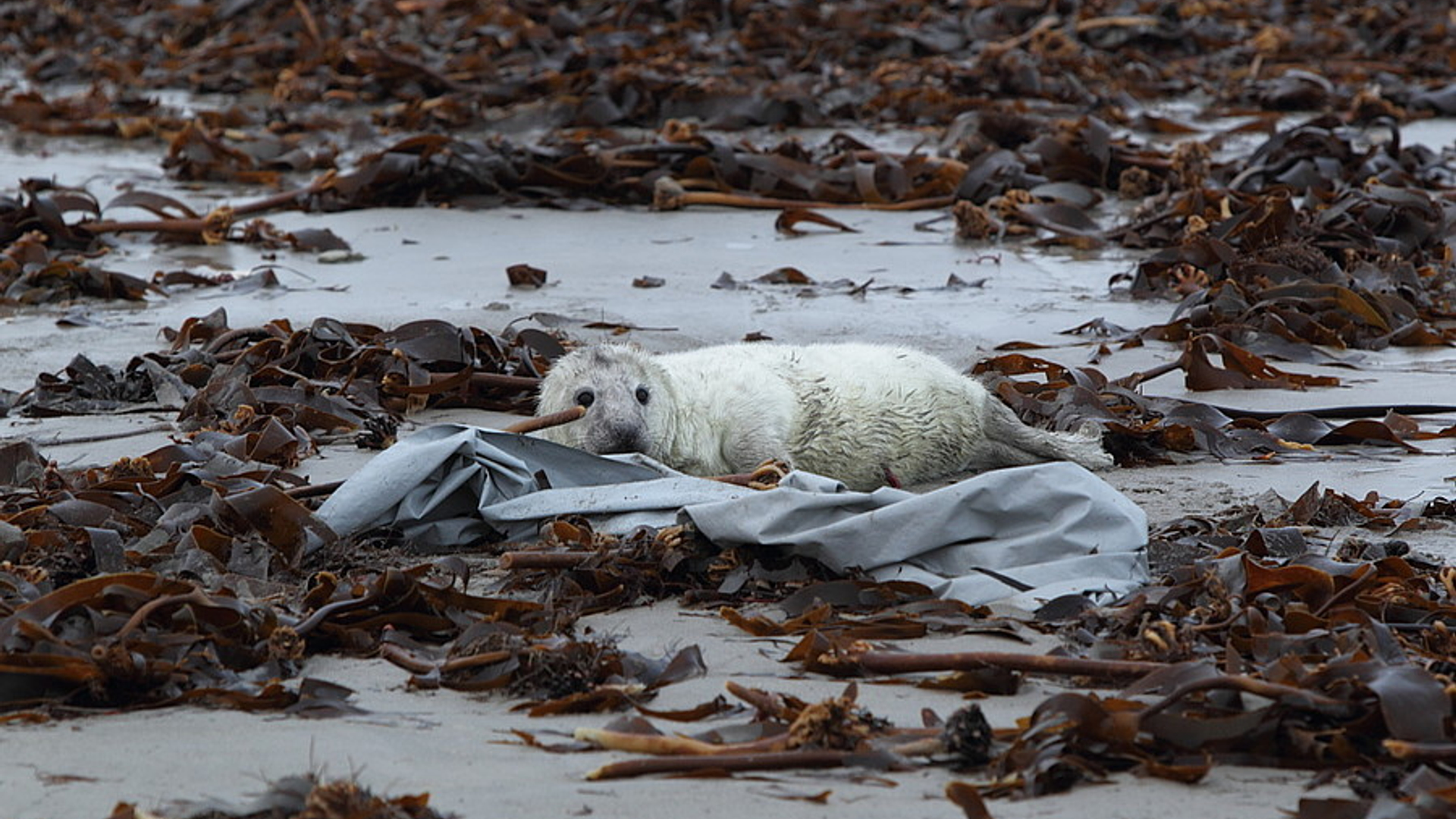 zeehond_72.jpg