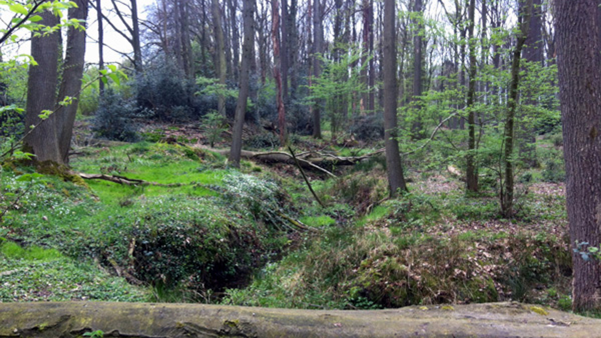 bomen_oldenzaal.JPG