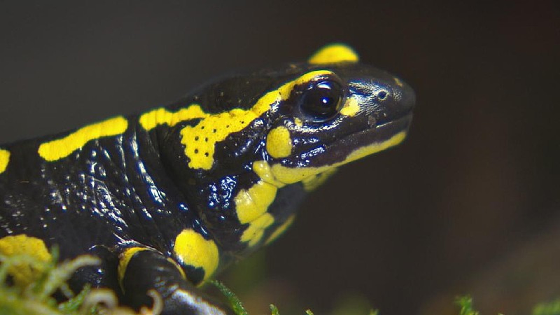 vuursalamander_07.jpg