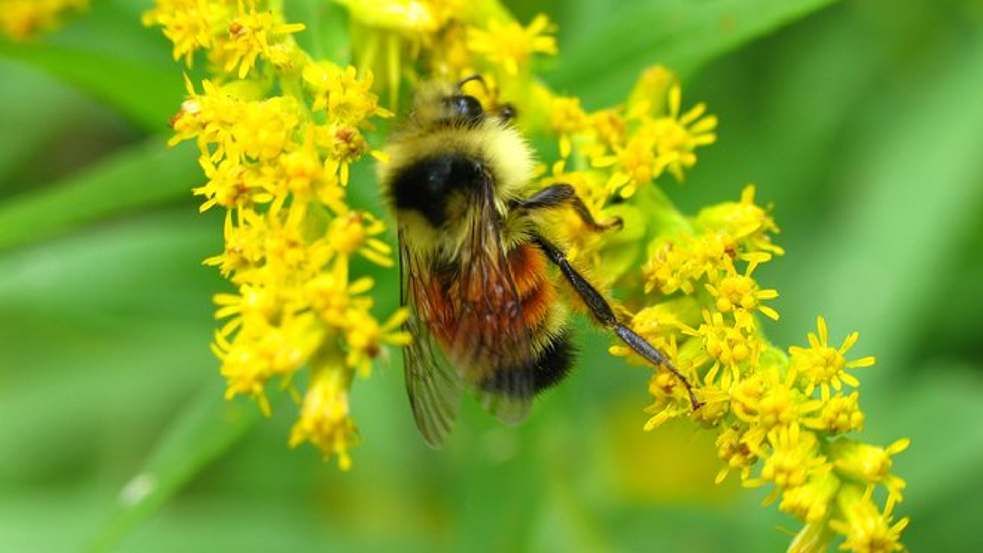 honeybee-1556251.jpg