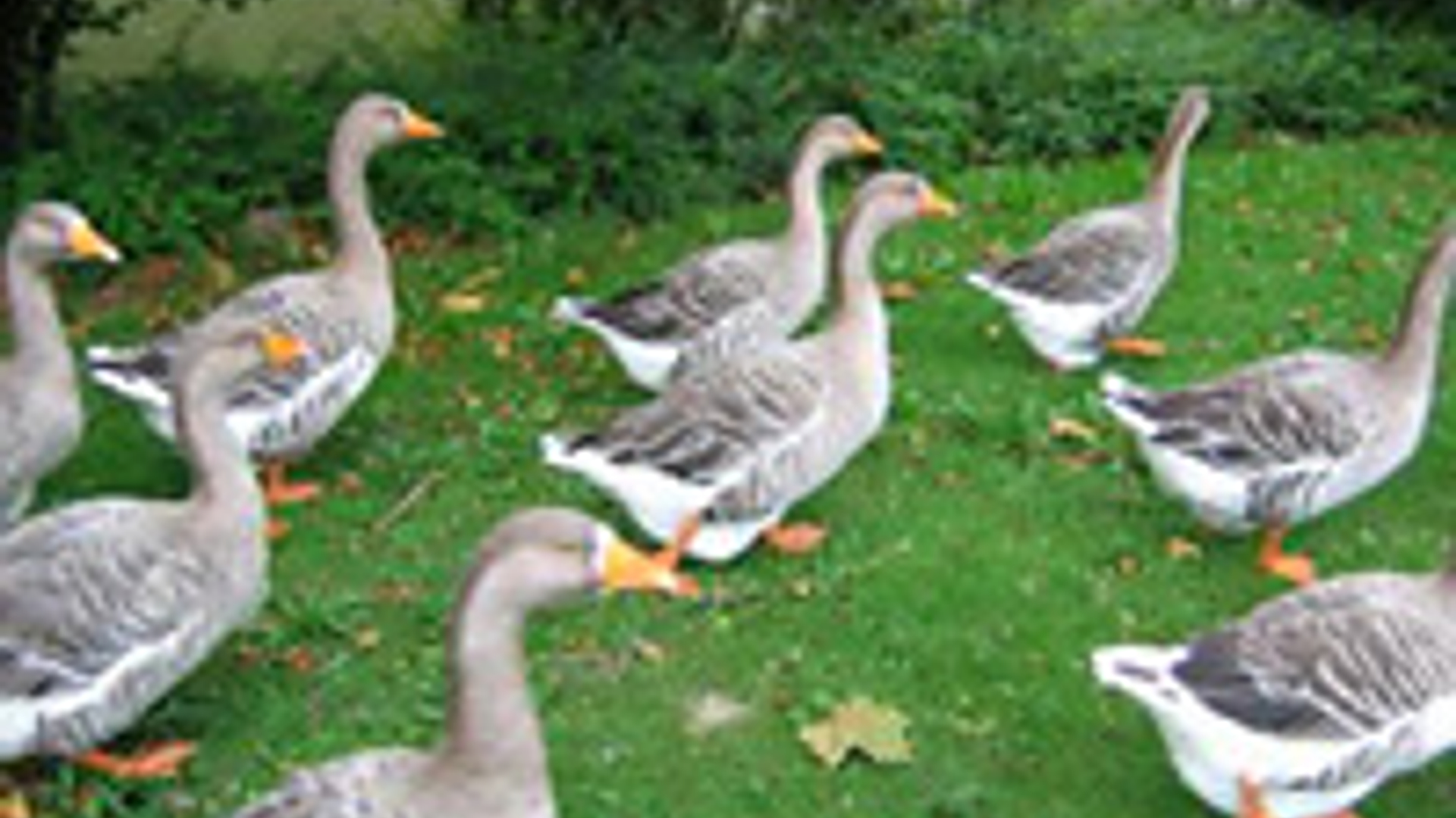 vv_newsimg_112103.jpg