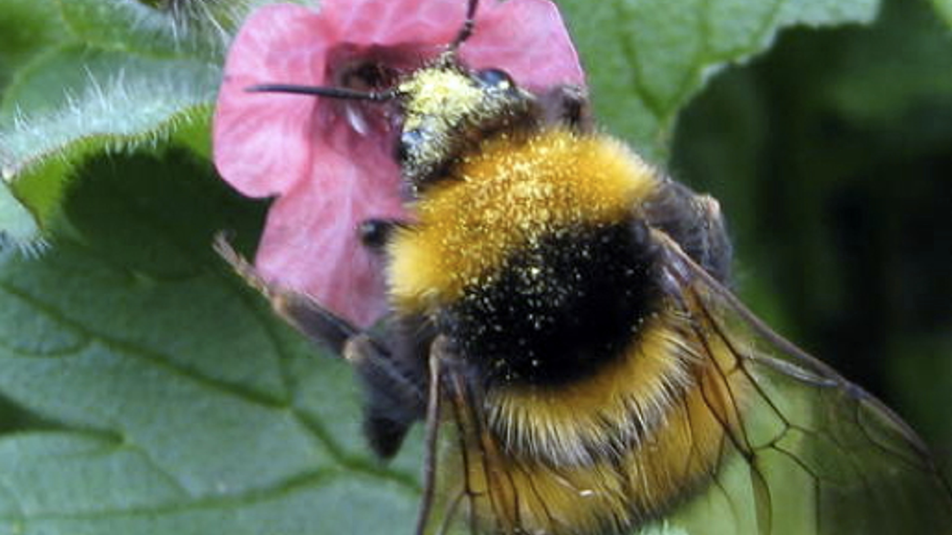 Hommel_van_Mariepa_.jpg
