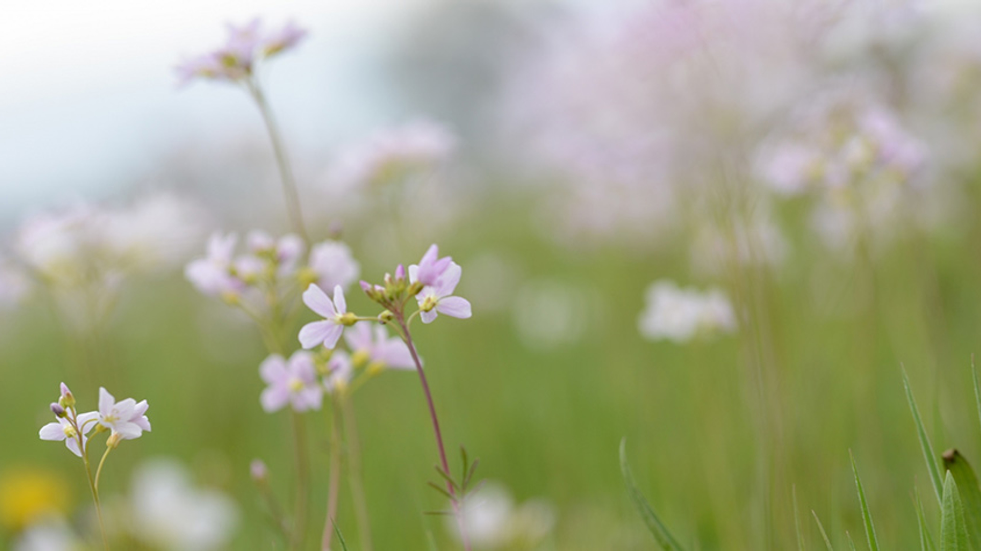 Pinksterbloem