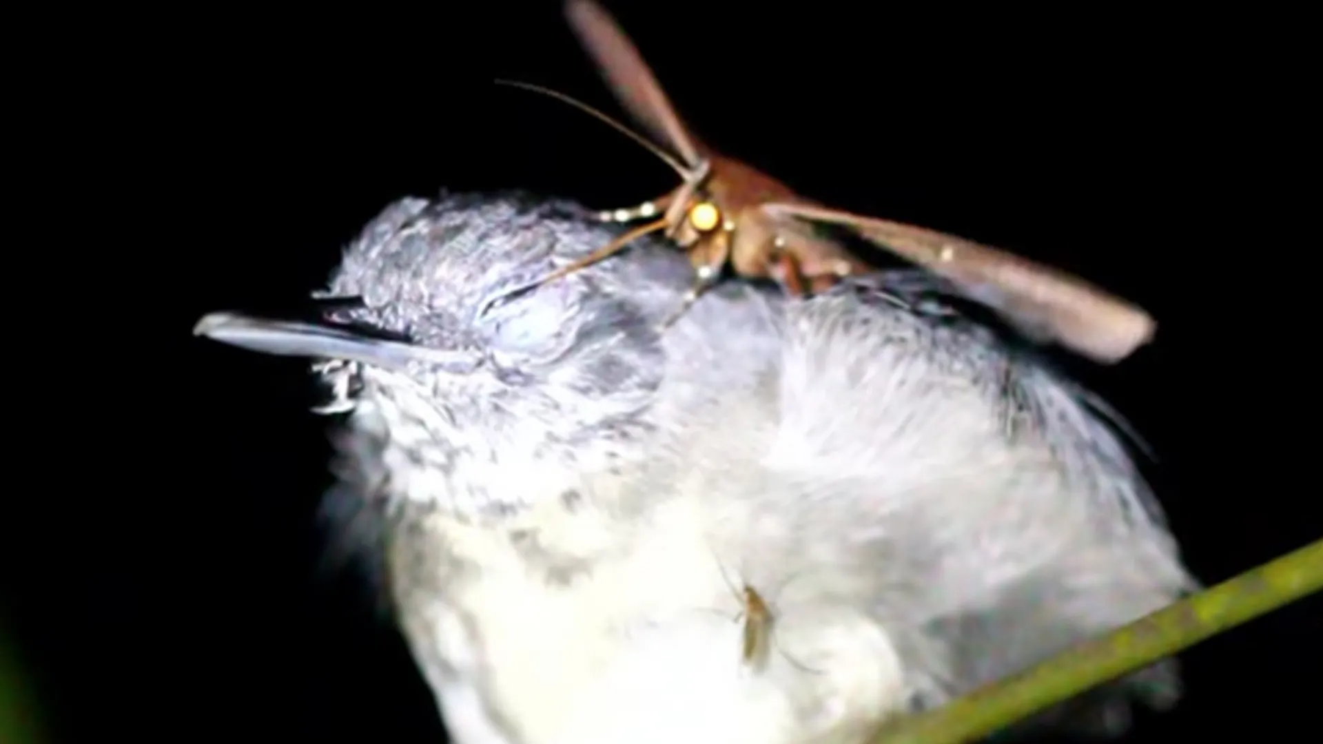still filmpje vogel vlinder