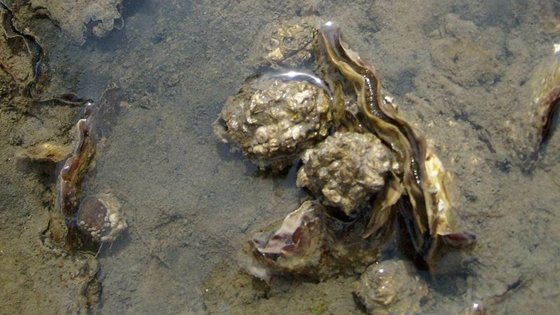 Japanse_oesters.jpg