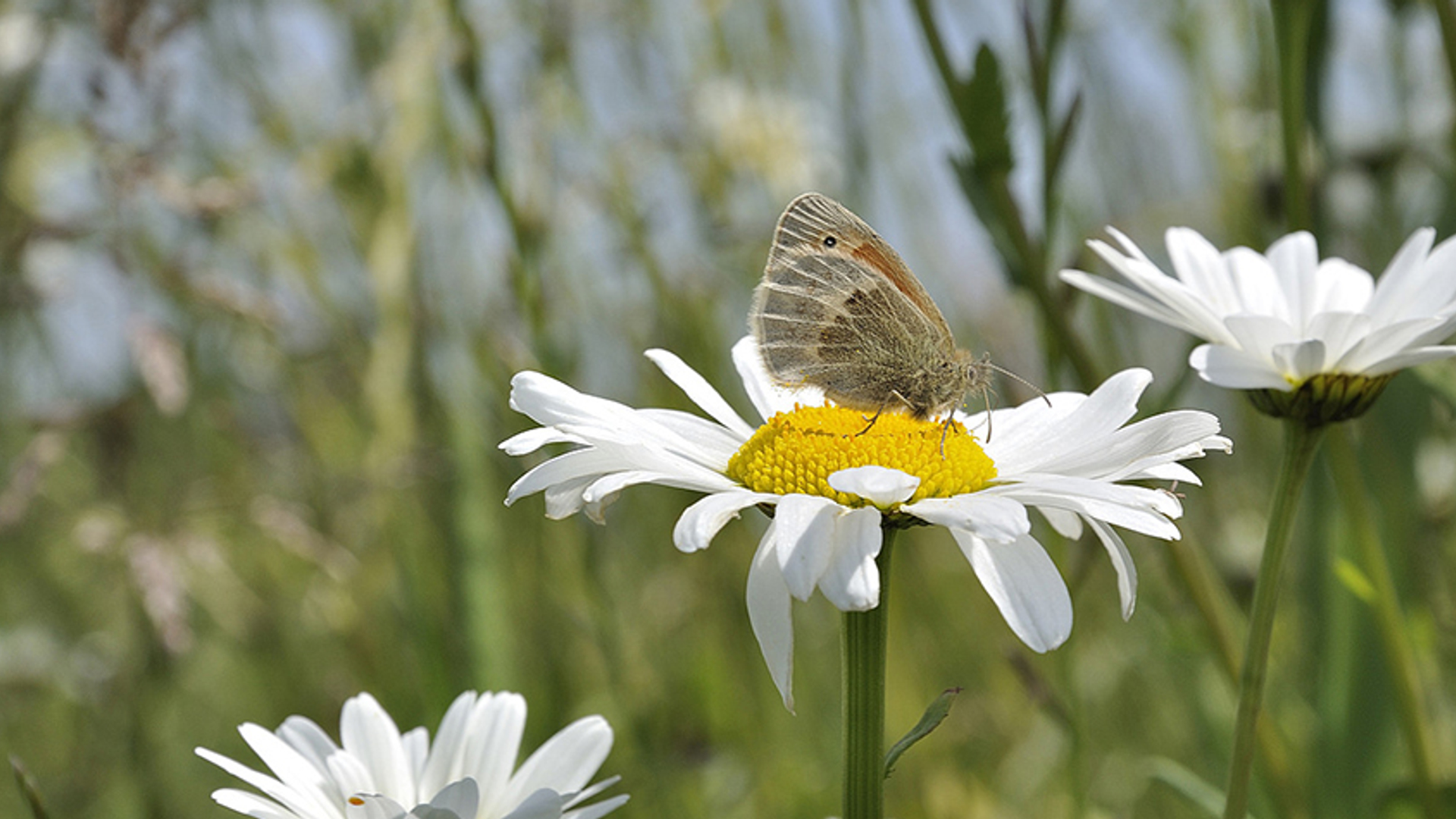 bloem vlinder antjamroos