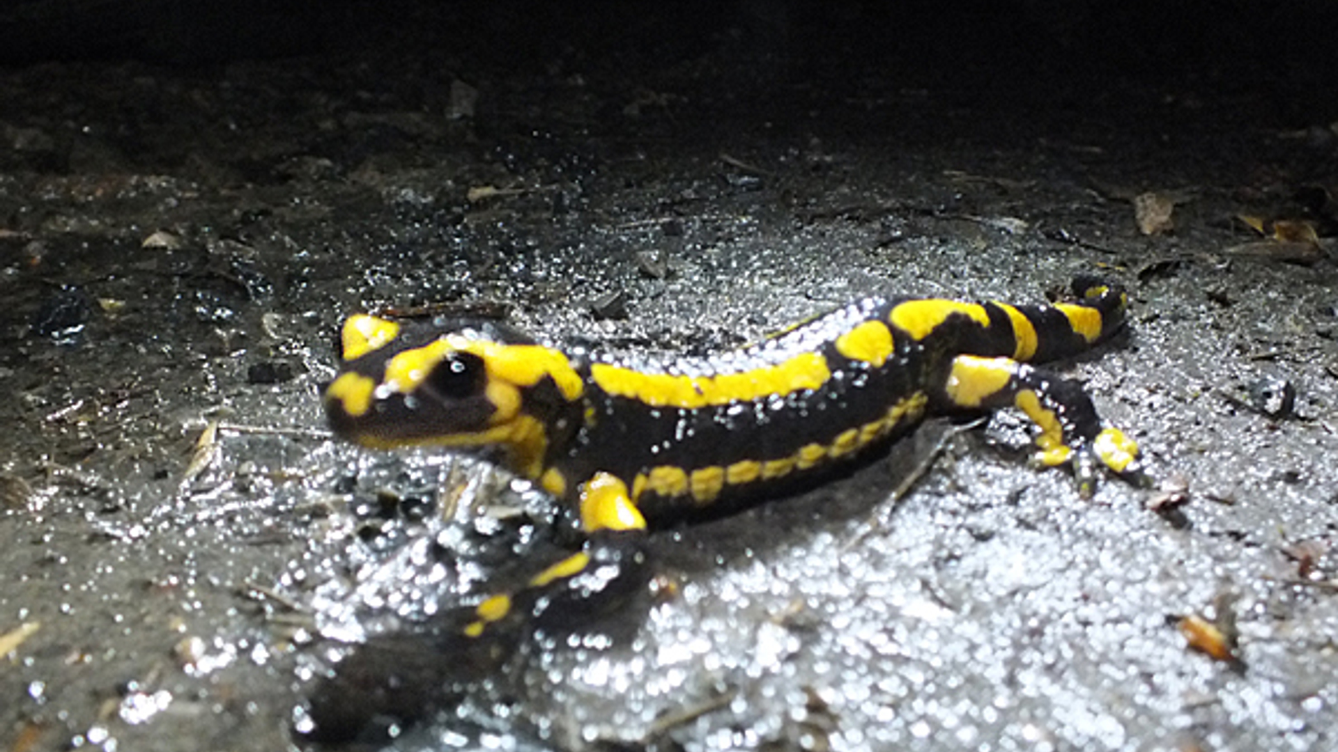 vuursalamander.JPG