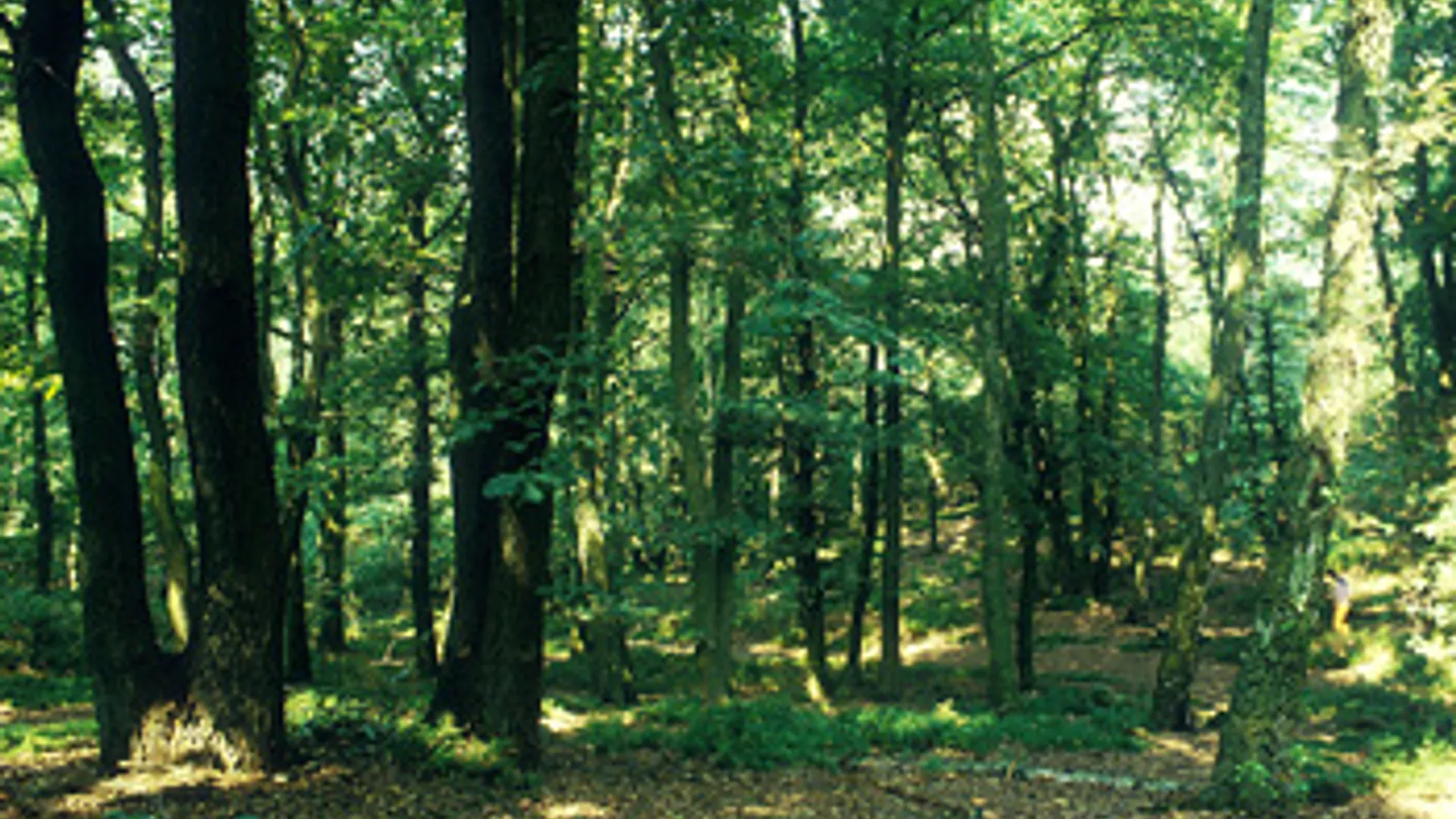 vv_newsimg_82307.jpg
