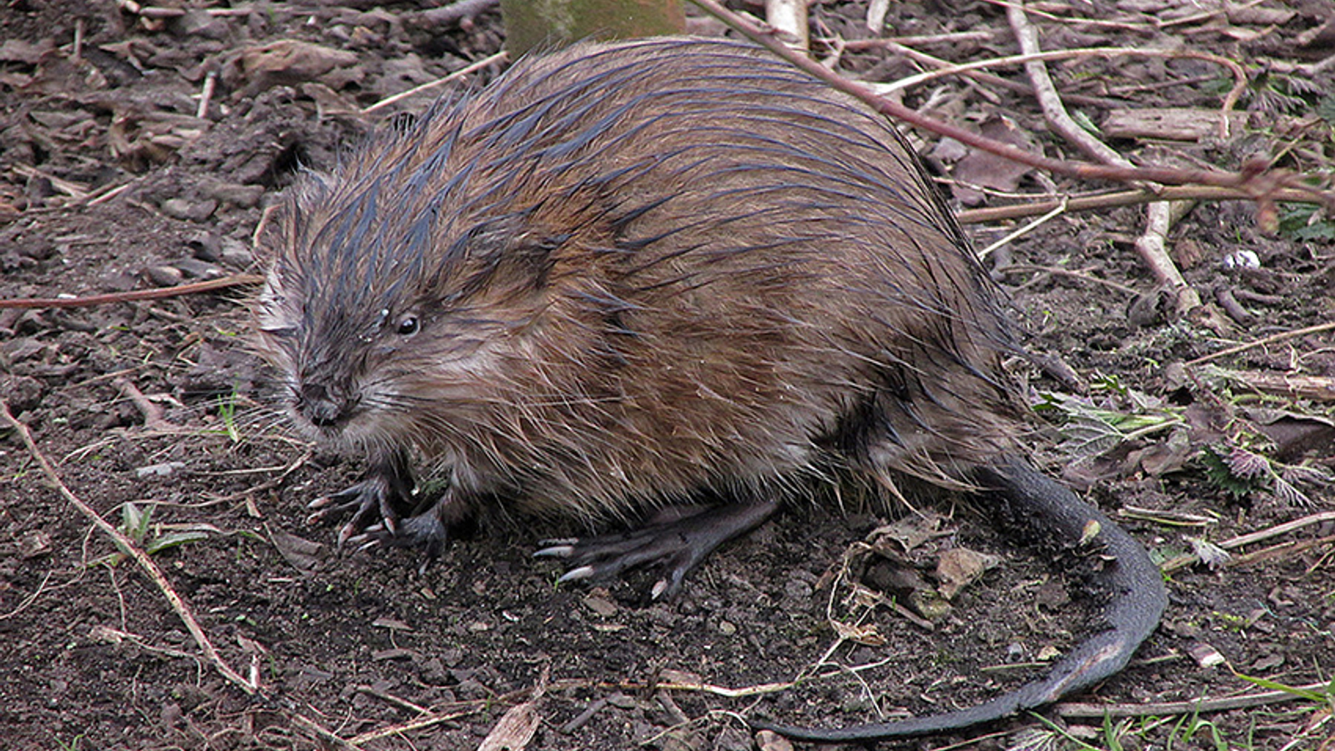 Muskusrat