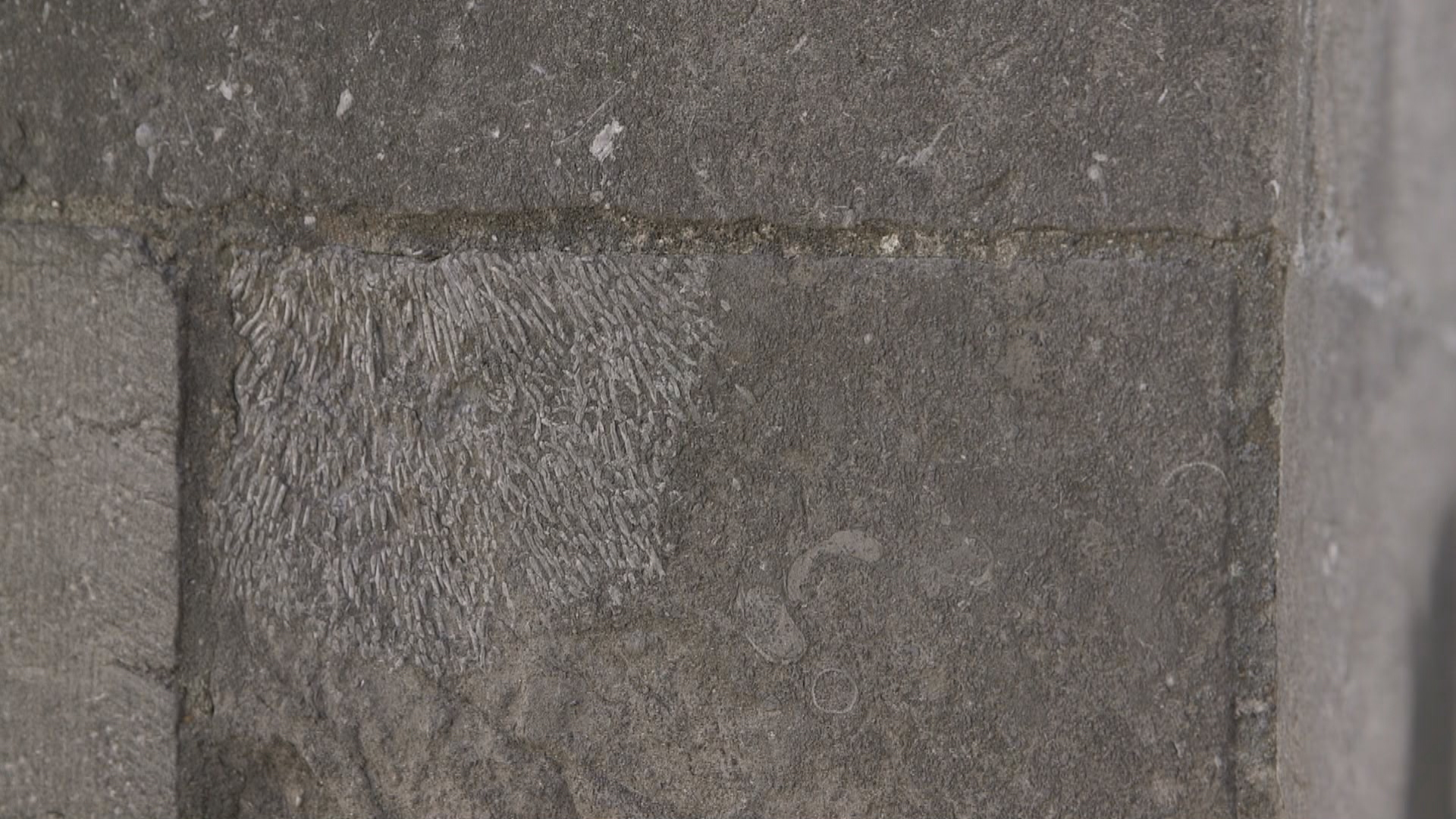 fossielen middelburg_frame_3940