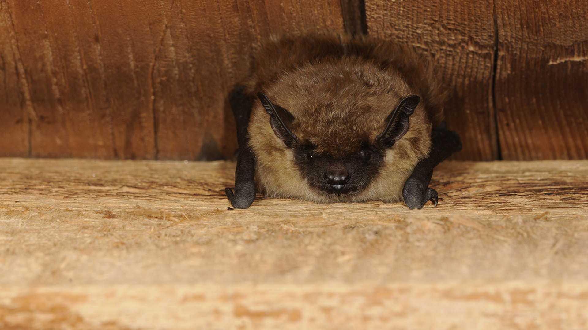 een keer gebruiken eerste vleermuistelling - laatvlieger