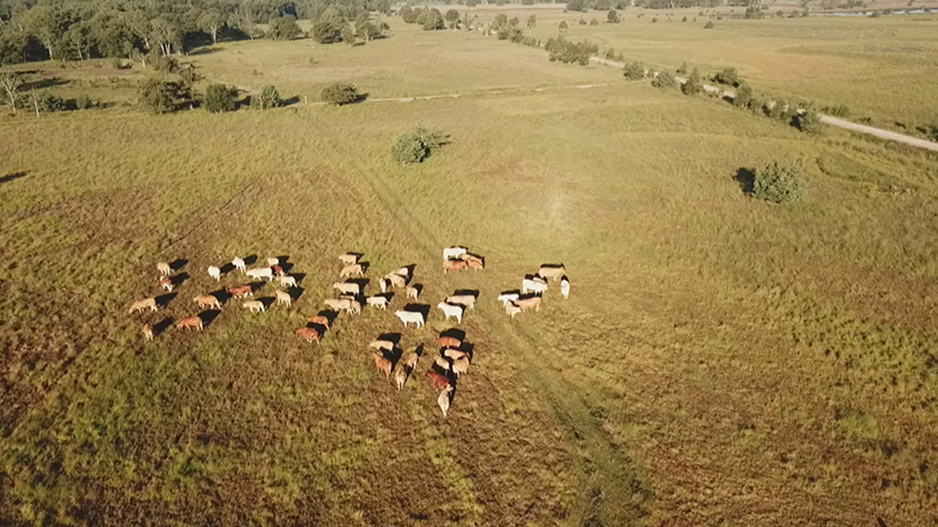 koeien drone kampina