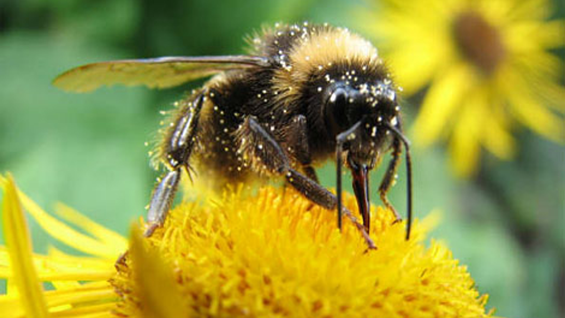 hommel_14.jpg