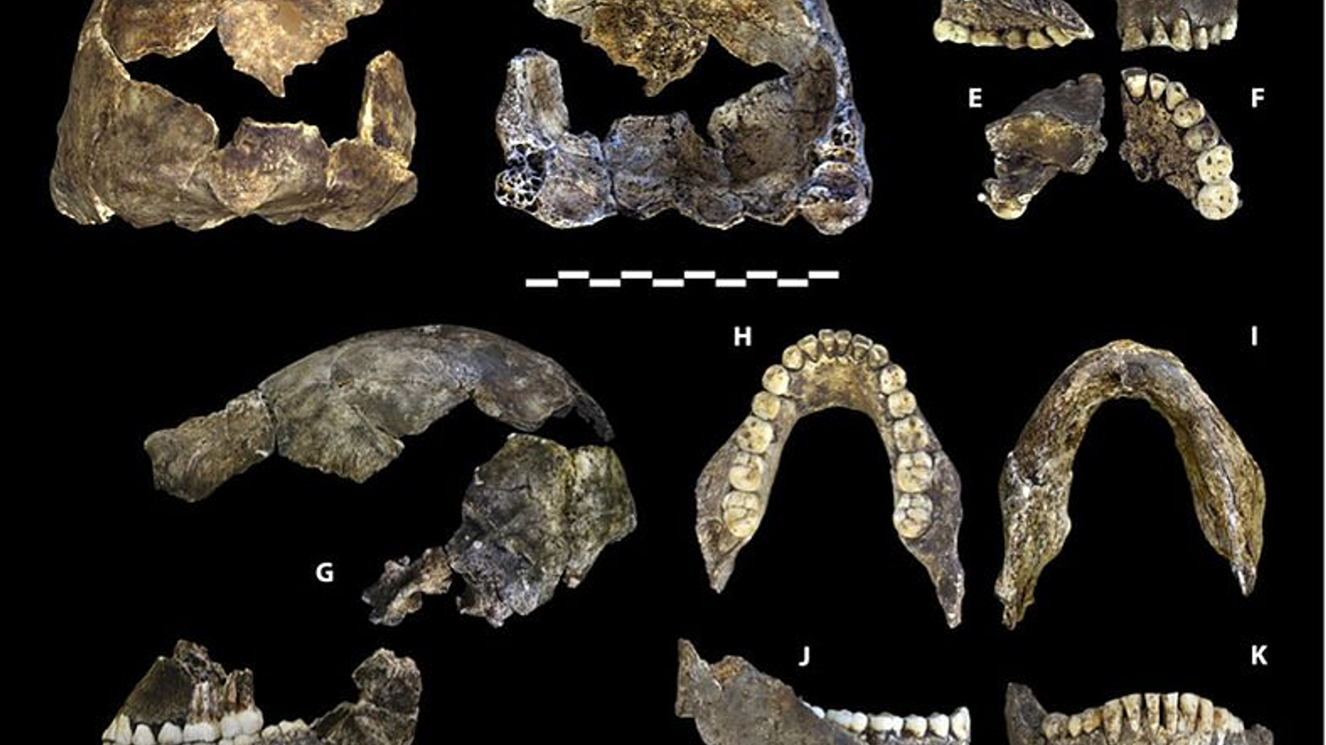 Homo_naledi.jpg