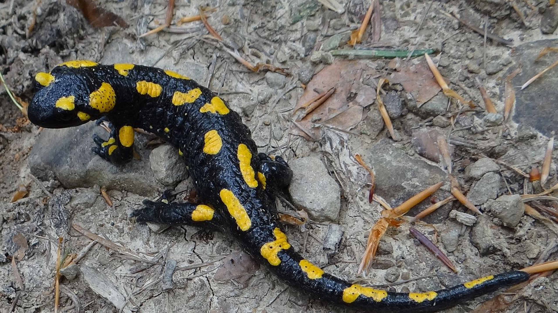 1280px-Salamandra_salamandra_BM3.jpg