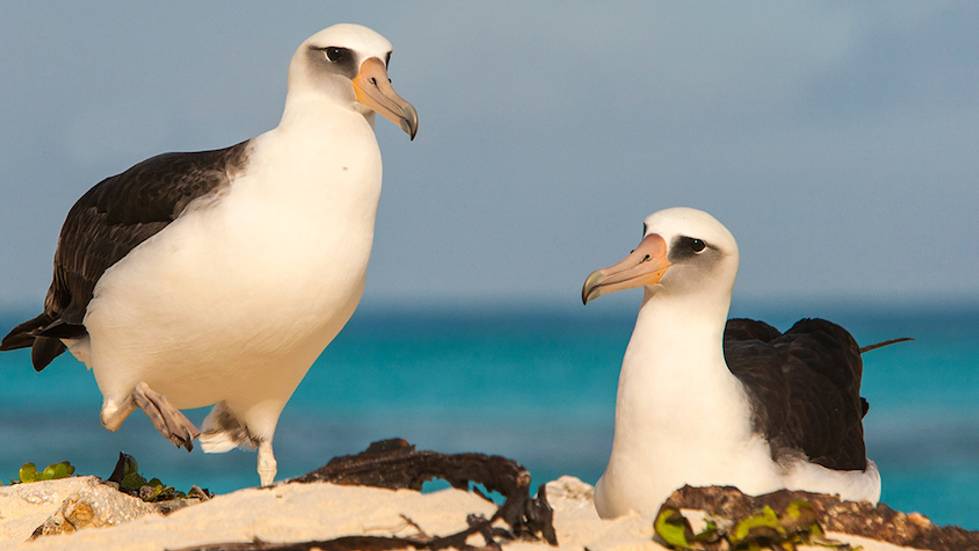 Laysan Albatross - foto Otto Plantema