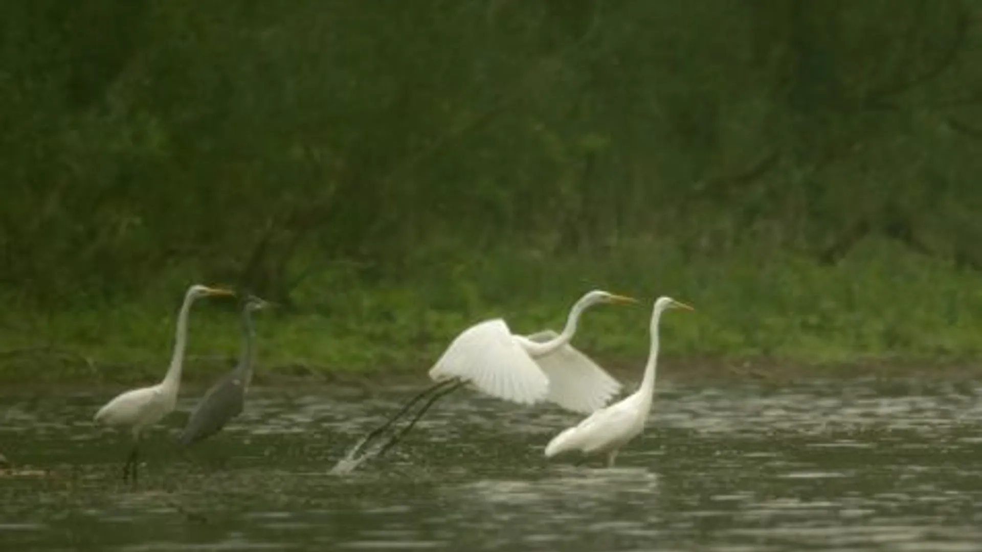 grote_zilvers_en_blauwe_reiger.jpg
