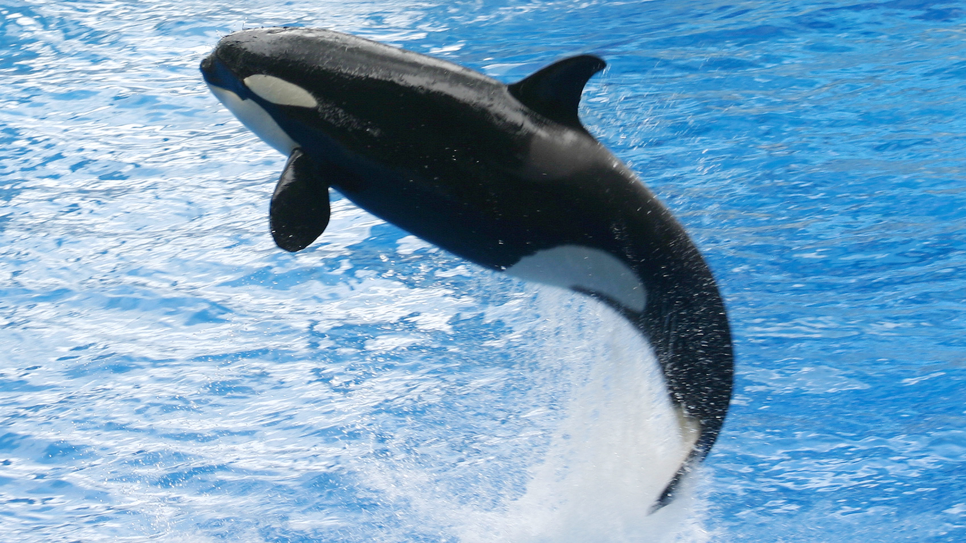 orka_01.jpg