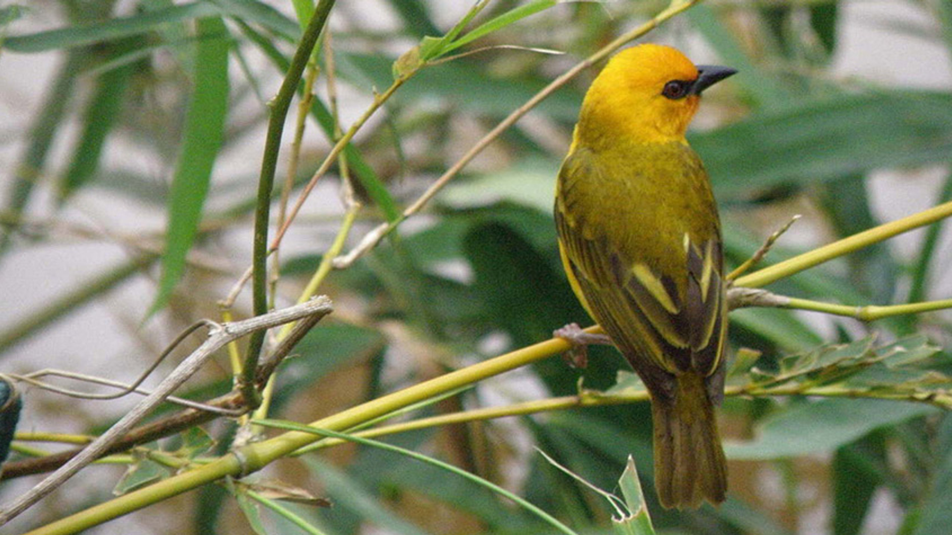 yellow-feathers-1246373-1280x960