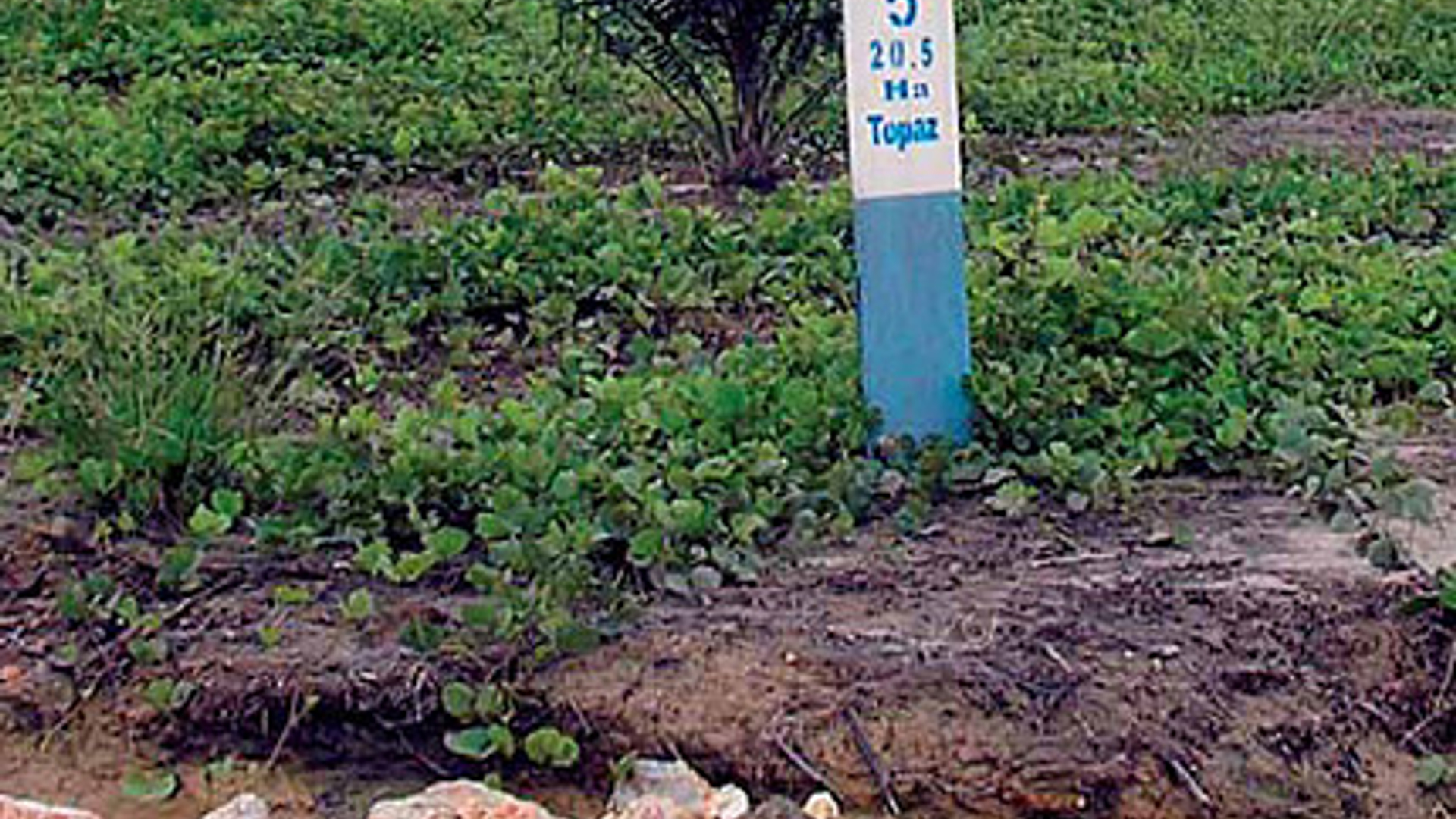 een-palmolie-plantage.jpg