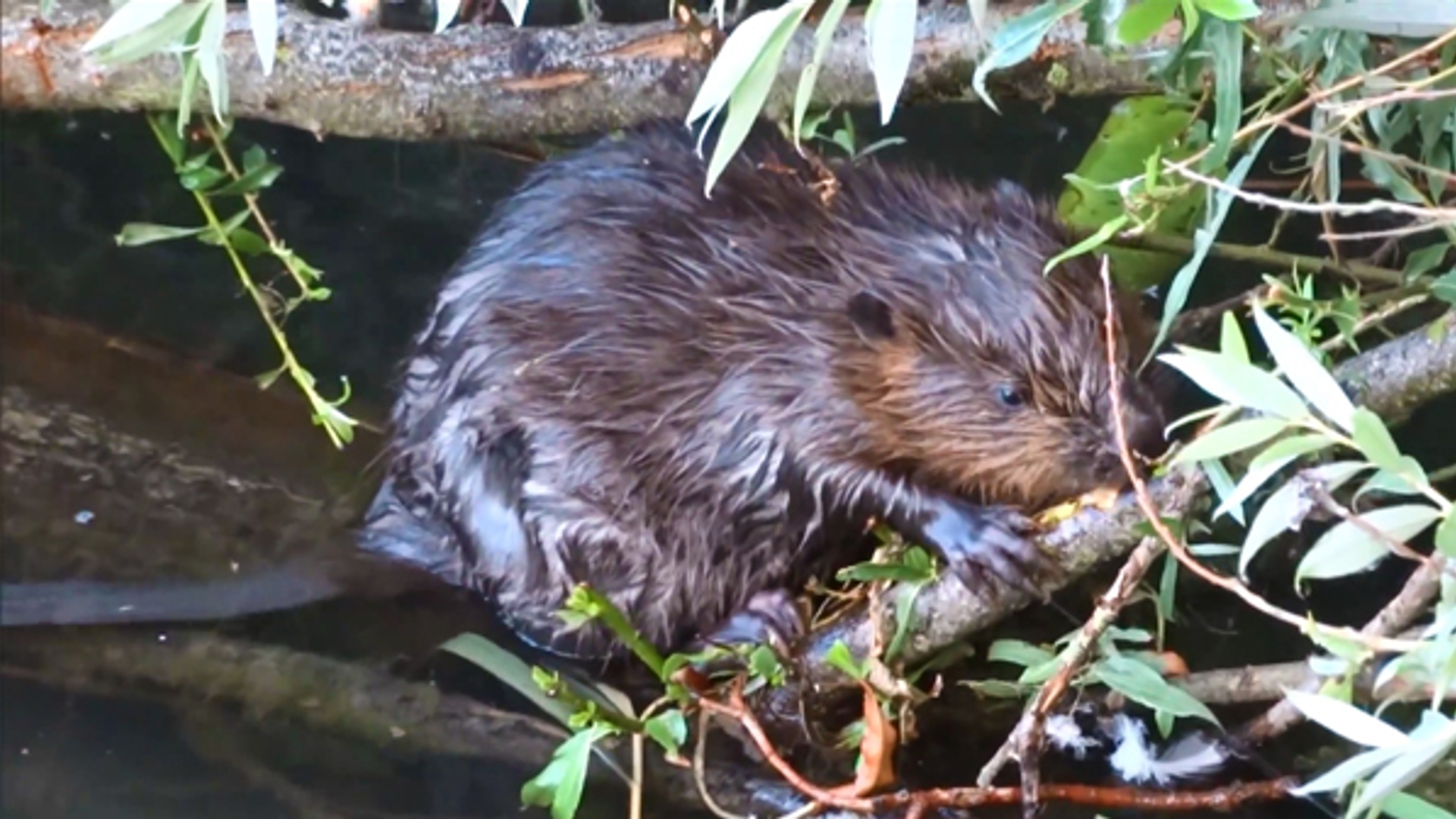 Jonge-bever_foto_03.jpg