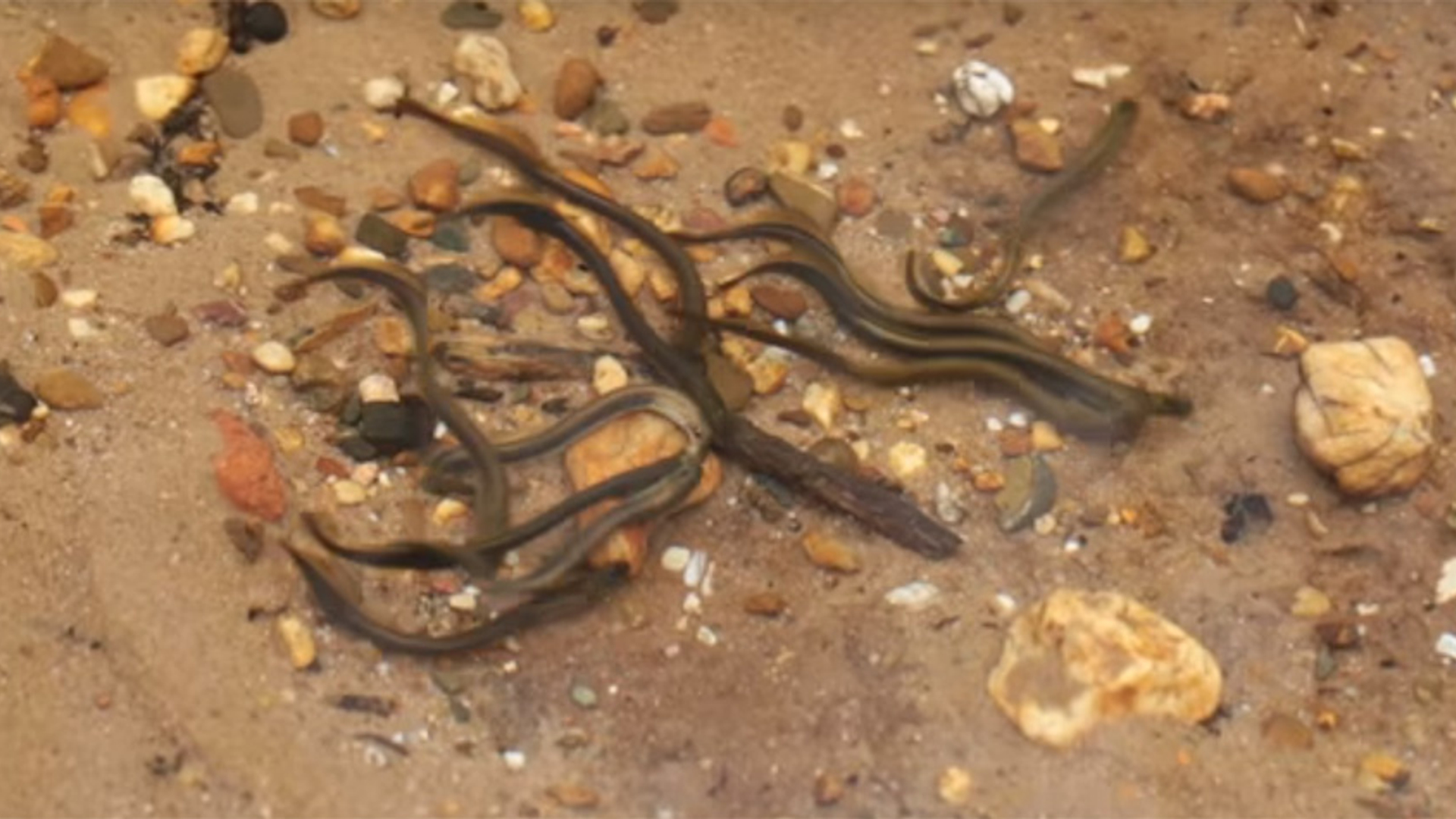 beekprik zelf geschoten