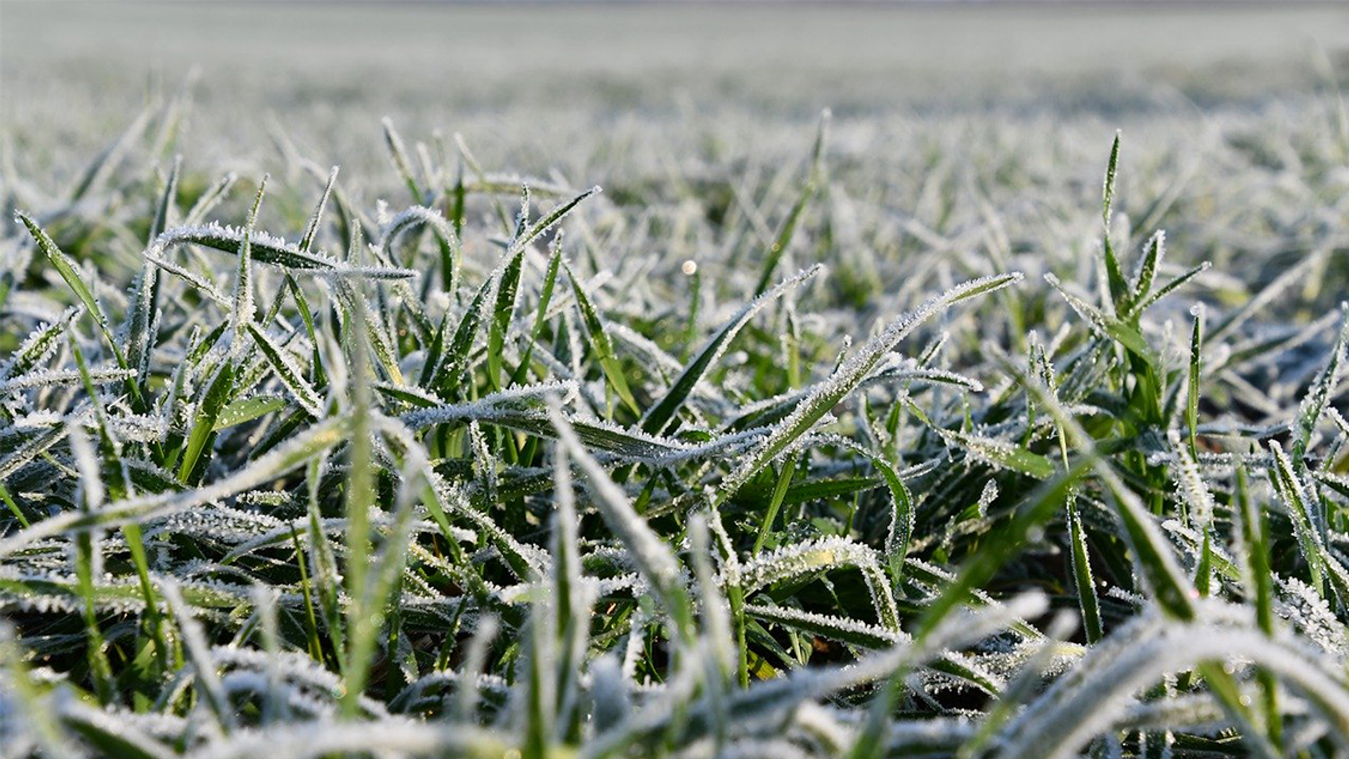 ijs_rijp_winter_koud_pixabay