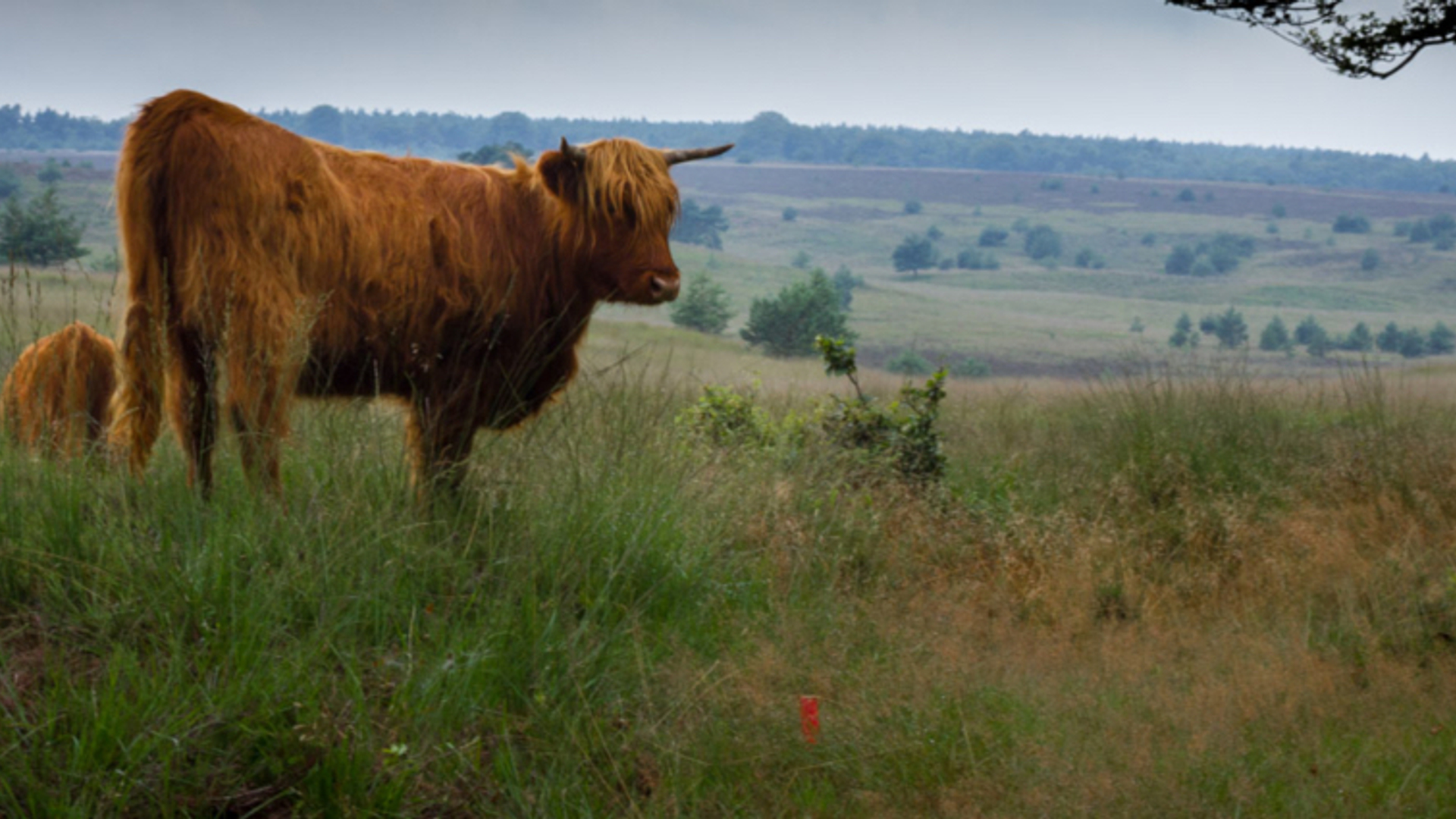 Schotse hooglanders op de Veluwezoom NIET HERGEBRUIKEN !!!