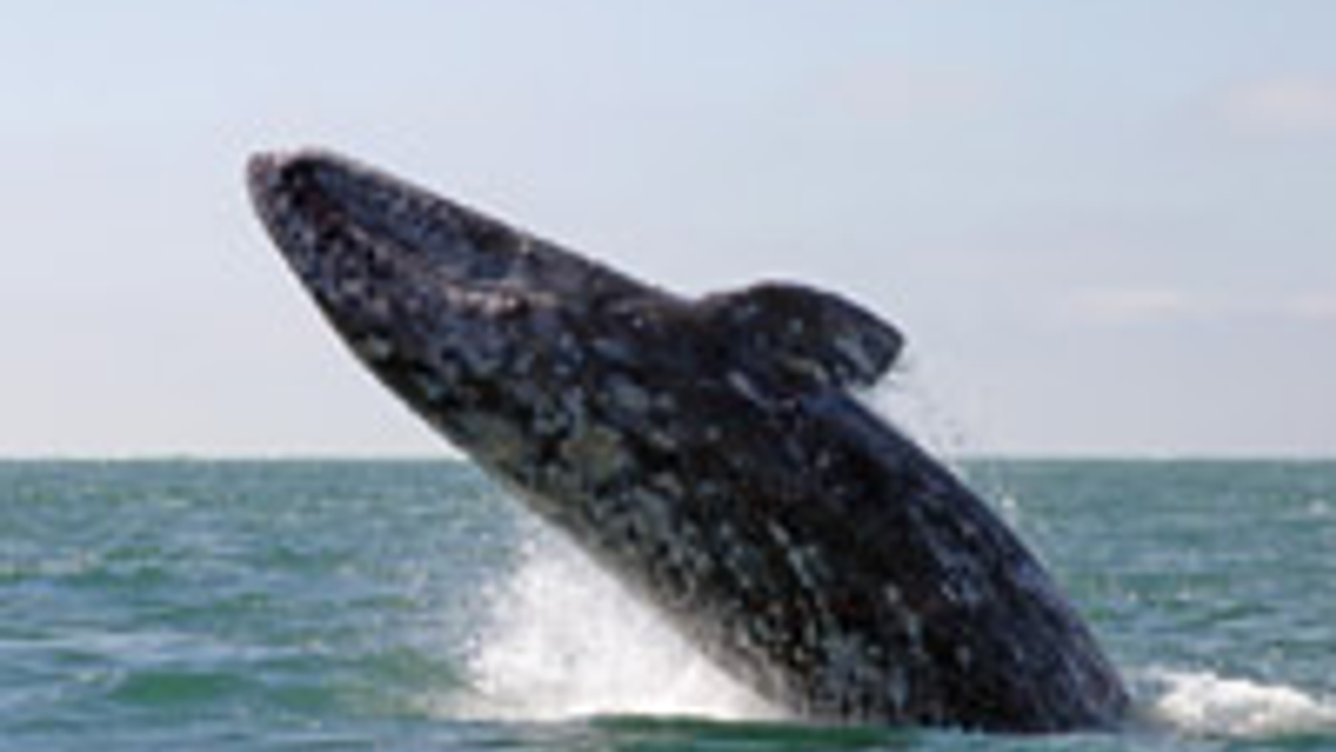 walvis_10.jpg