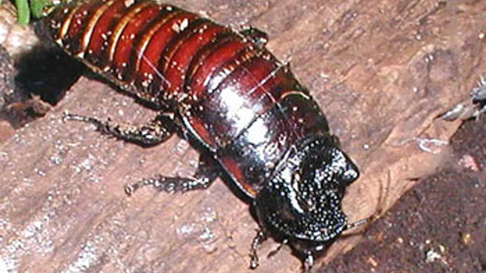 kakkerlak.jpg