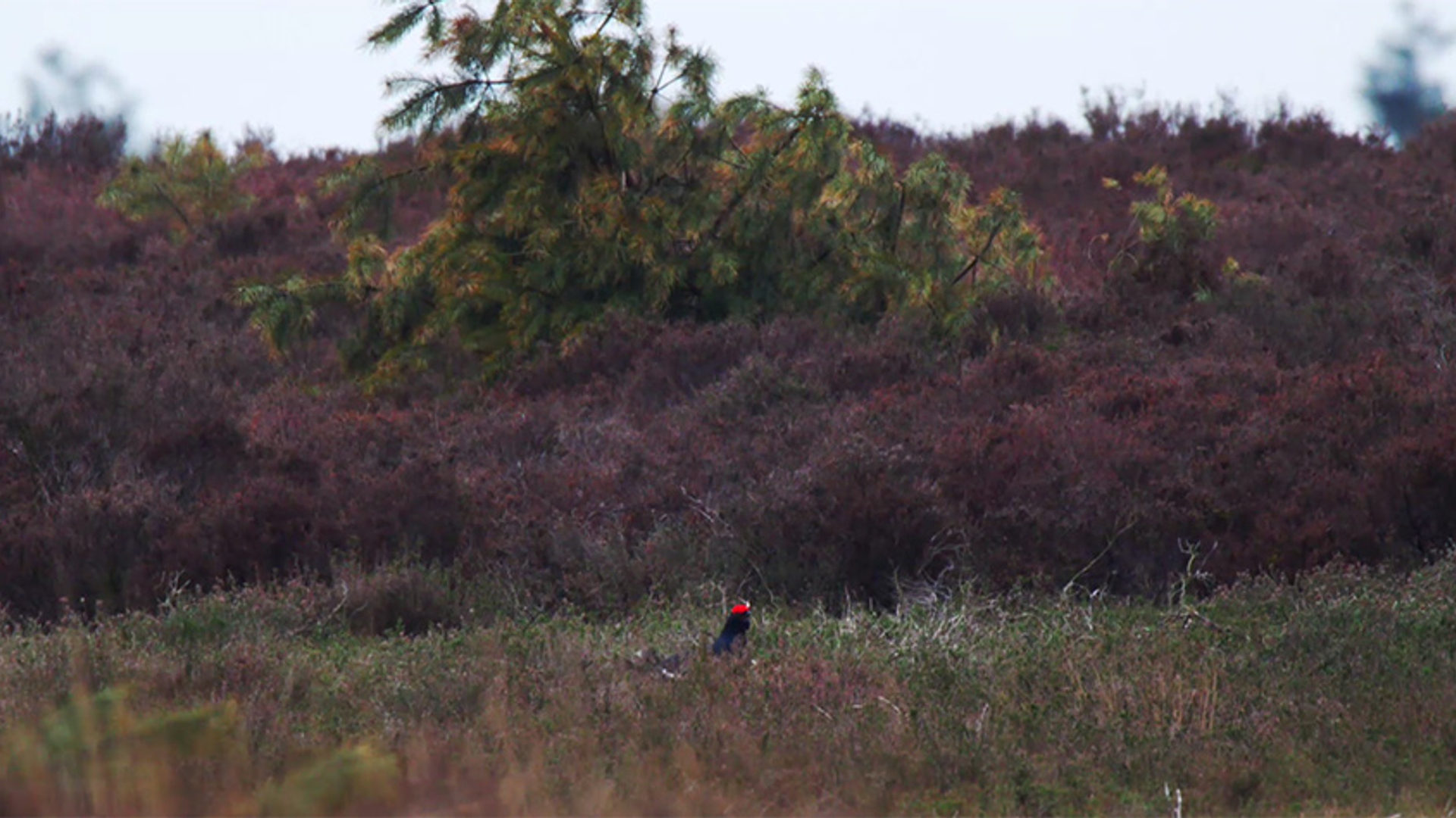 sallandse heuvelrug optie honder