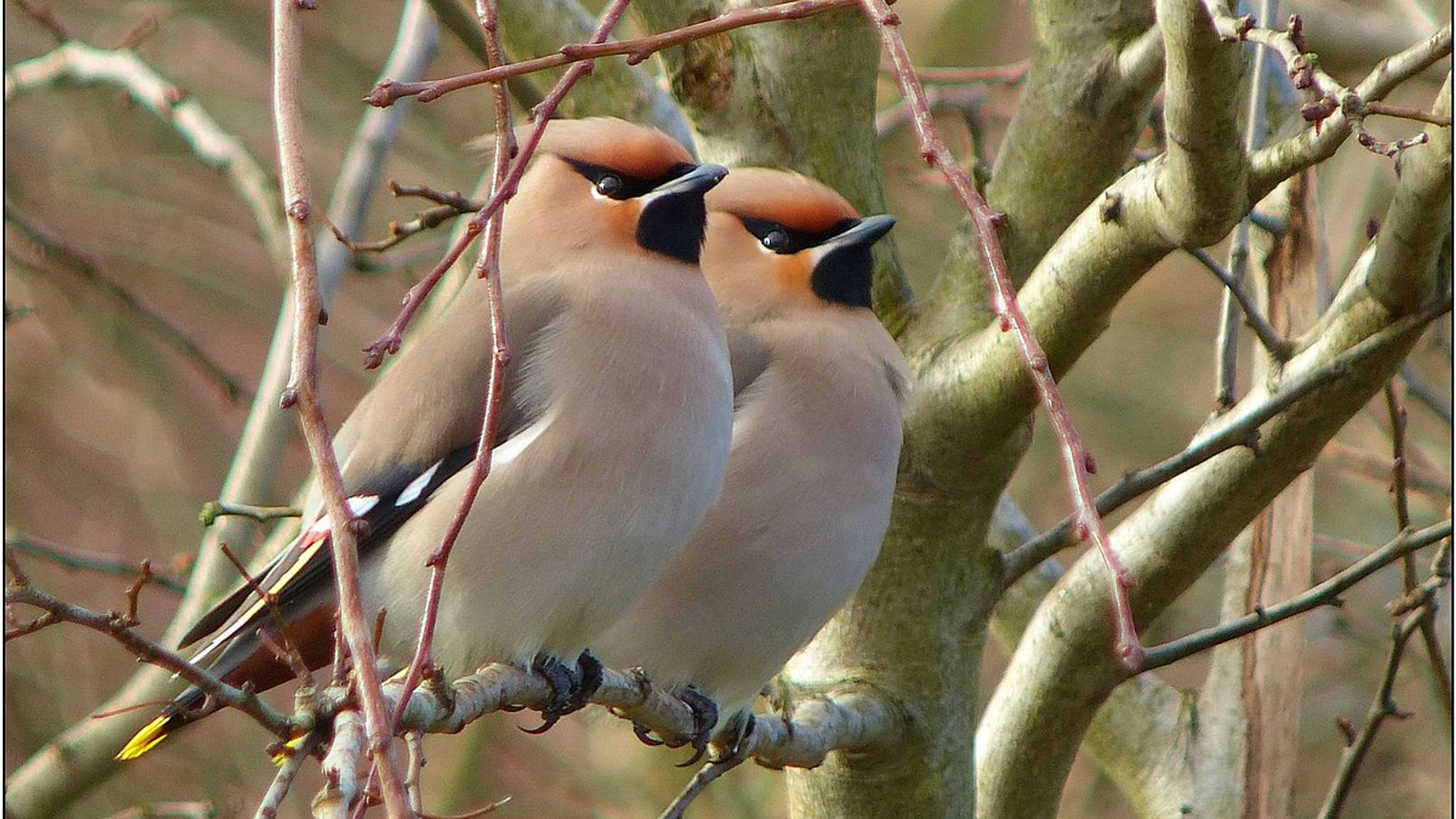 pestvogel1.jpg