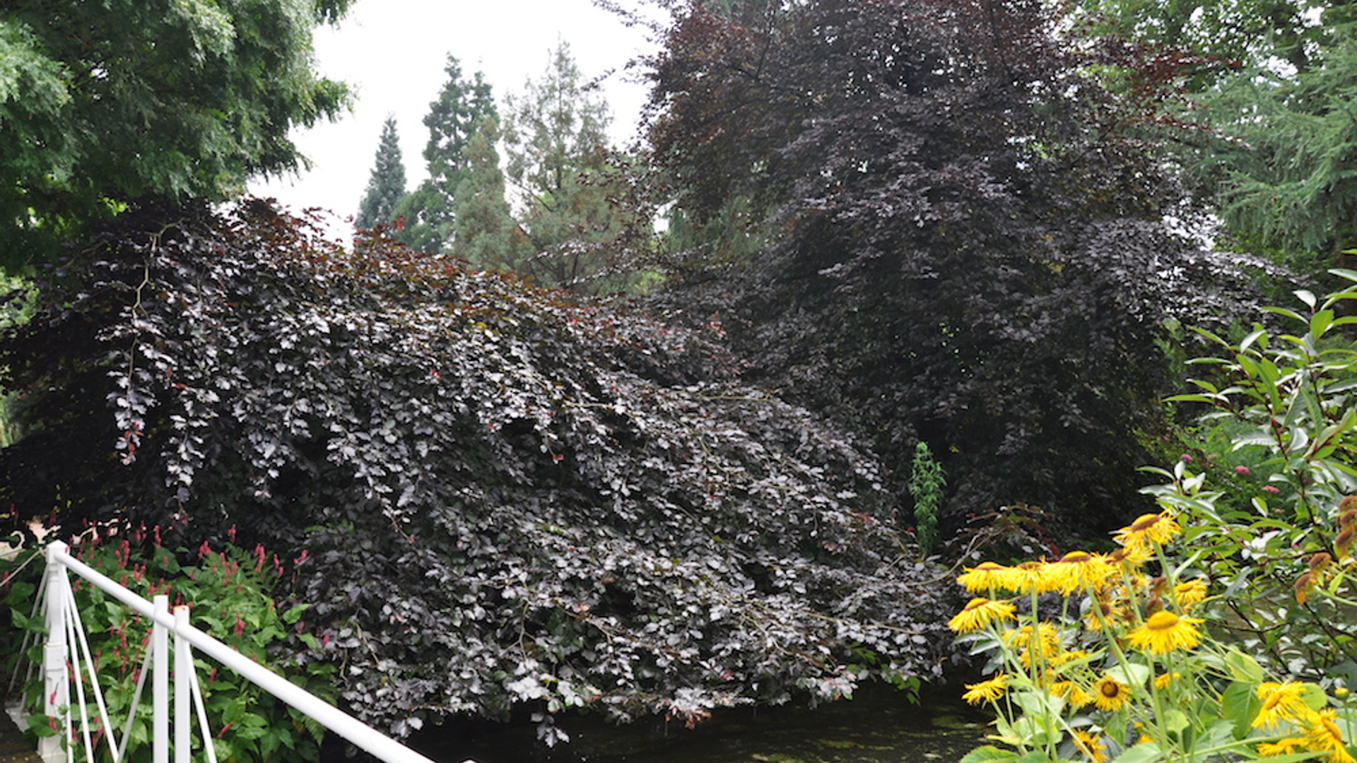 Fagus sylvatica 'Tortuosa Purpurea' WA09 F.s. 'Rohan Trompenburg' WA14